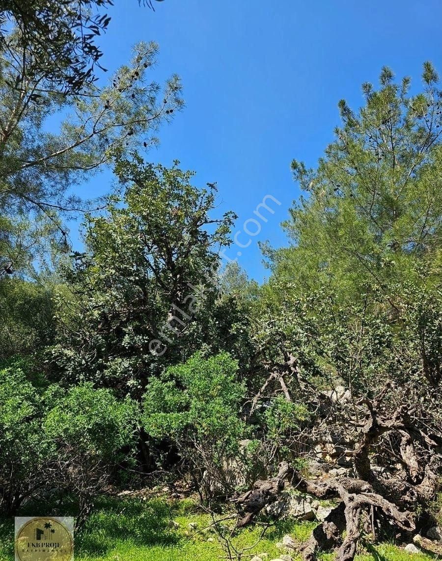 Silifke Karakaya Satılık Tarla Karakaya'da 8 Dönümün Üzerinde Zeytin Bahçesi