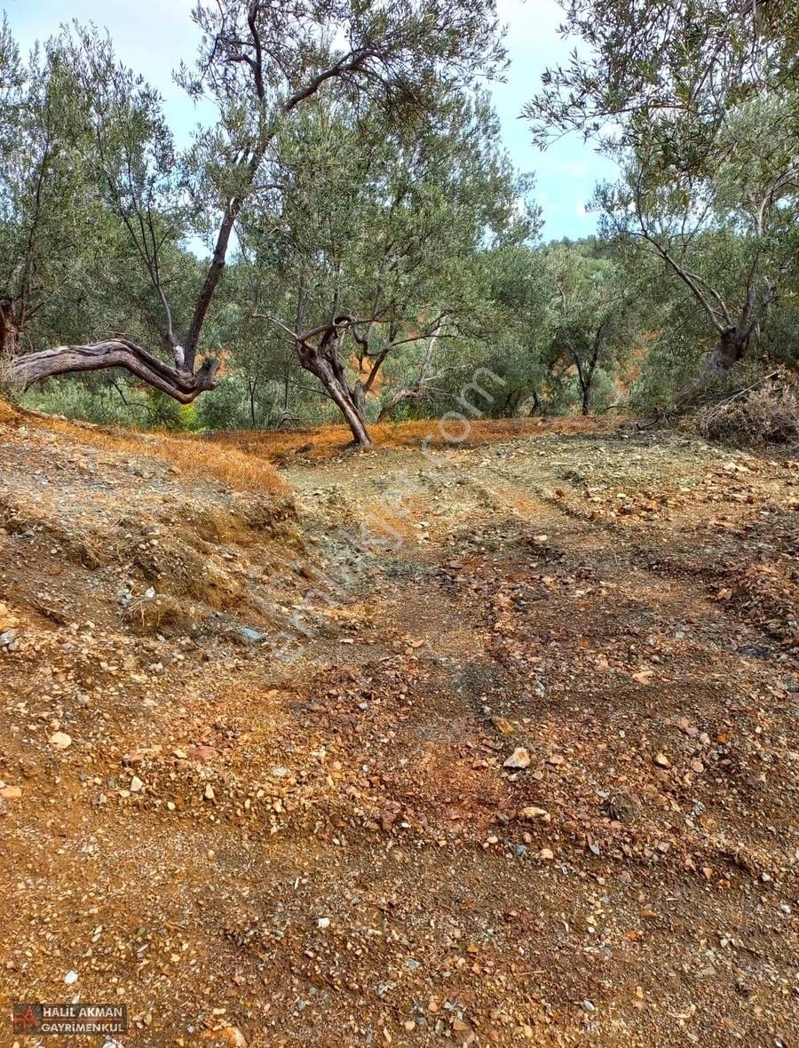 Edremit Ortaoba Satılık Zeytinlik Akman'dan Edremit Ortaoba'da Deniz Manzaralı 1700 M2 Zeytinlik