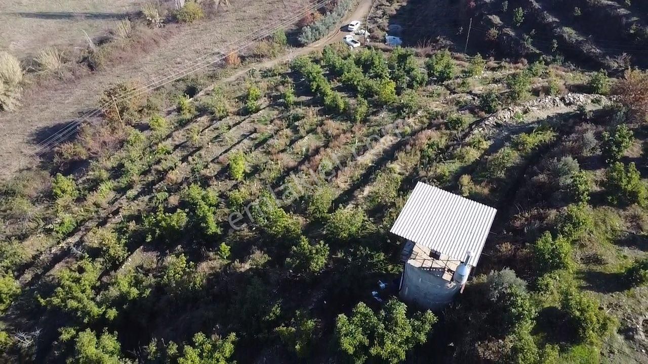 Alanya Toslak Satılık Tarla Alanya Toslak Yeniköy Mahallesi Satılık Kurulu Düzen Avokado Bahçesi