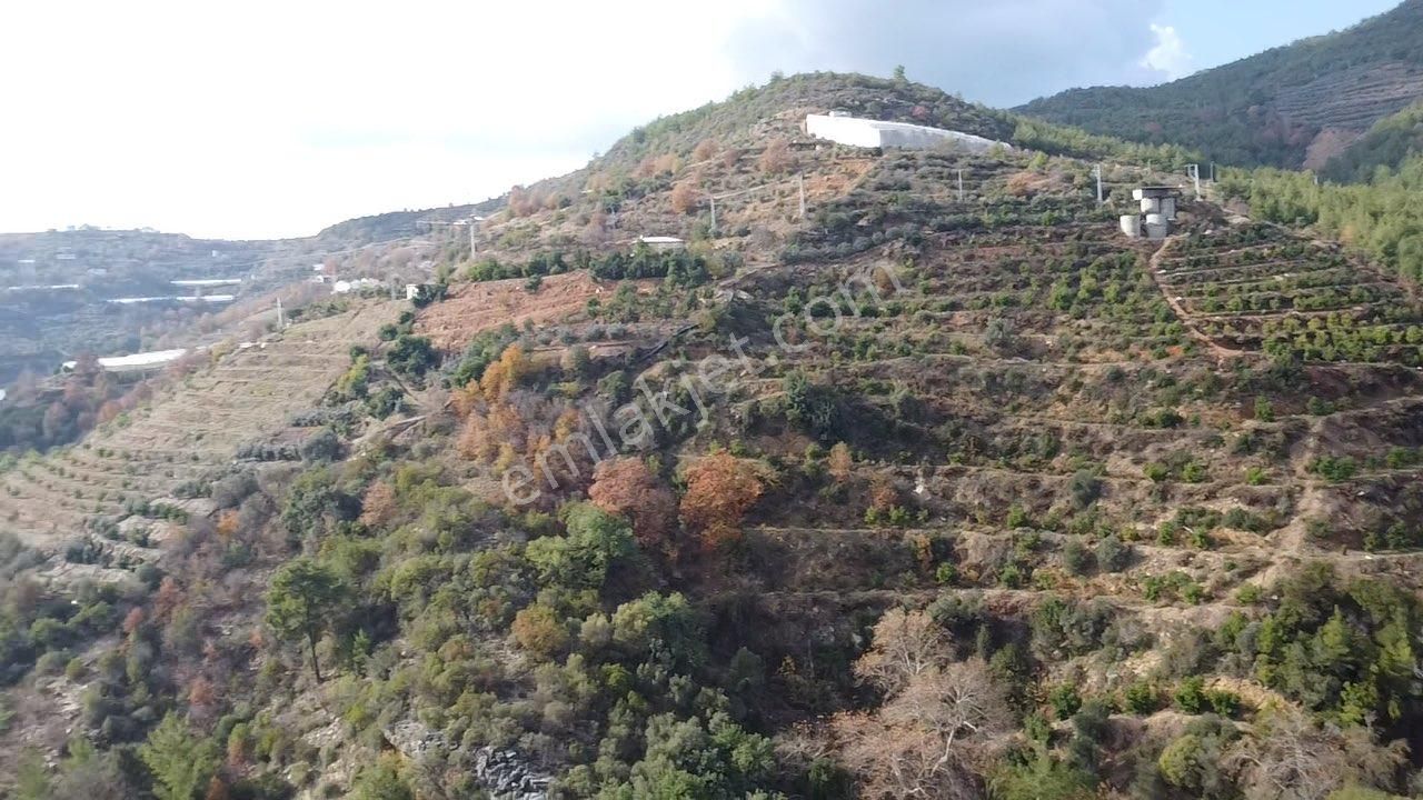 Alanya Güney Satılık Tarla Alanya Güney Mahallesi Satılık Müstakil Ev Ve Avokado Bahçesi