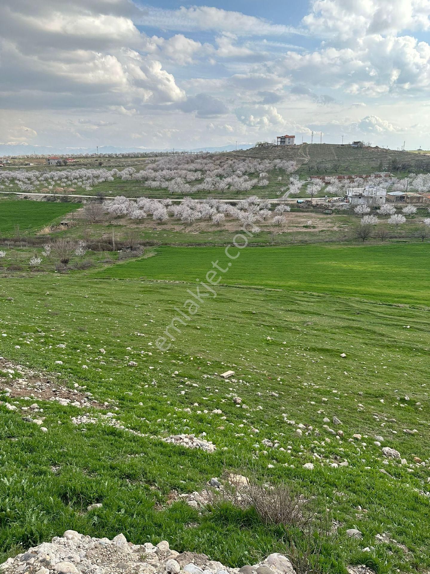 Yeşilyurt Kırkpınar Satılık Bağ & Bahçe Emtia Gayrimenkul ' Den Kırkpınar Da 6 Dönüm Tarım Arazisi