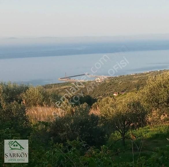 Şarköy Kirazlı Satılık Bağ & Bahçe Harika Deniz Manzaralı Bağ Nitelikli Uygun Fiyatlı Zeytinlik