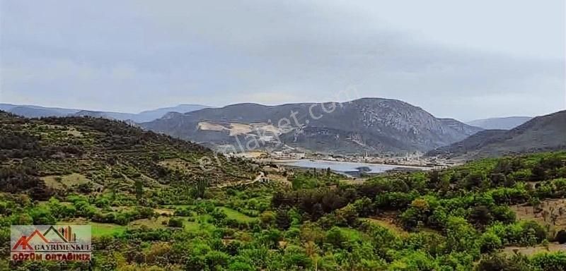 Osmaneli Günüören Köyü Satılık Tarla Osmaneli'de 4 Dönüm Kendi Yerimiz Satılıktır