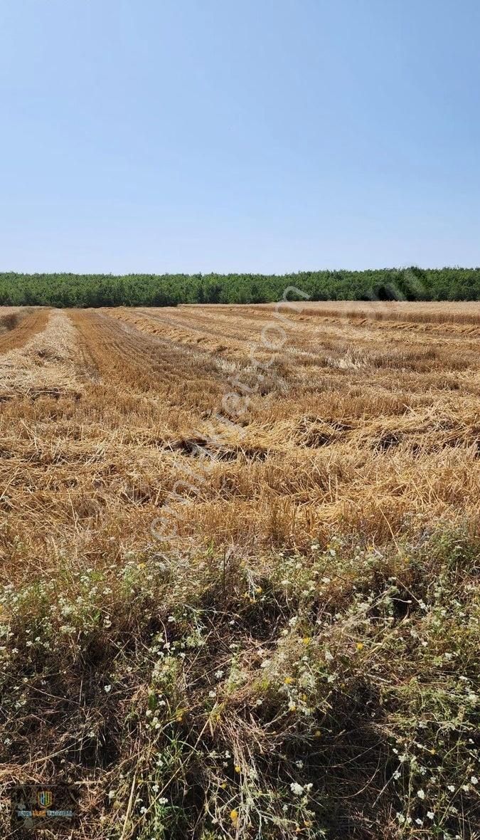 Meriç Subaşı Bld. (İzzet Paşa) Satılık Tarla Edirne Meriç Subaşında 1331 M2 Tek Tapu Tarla