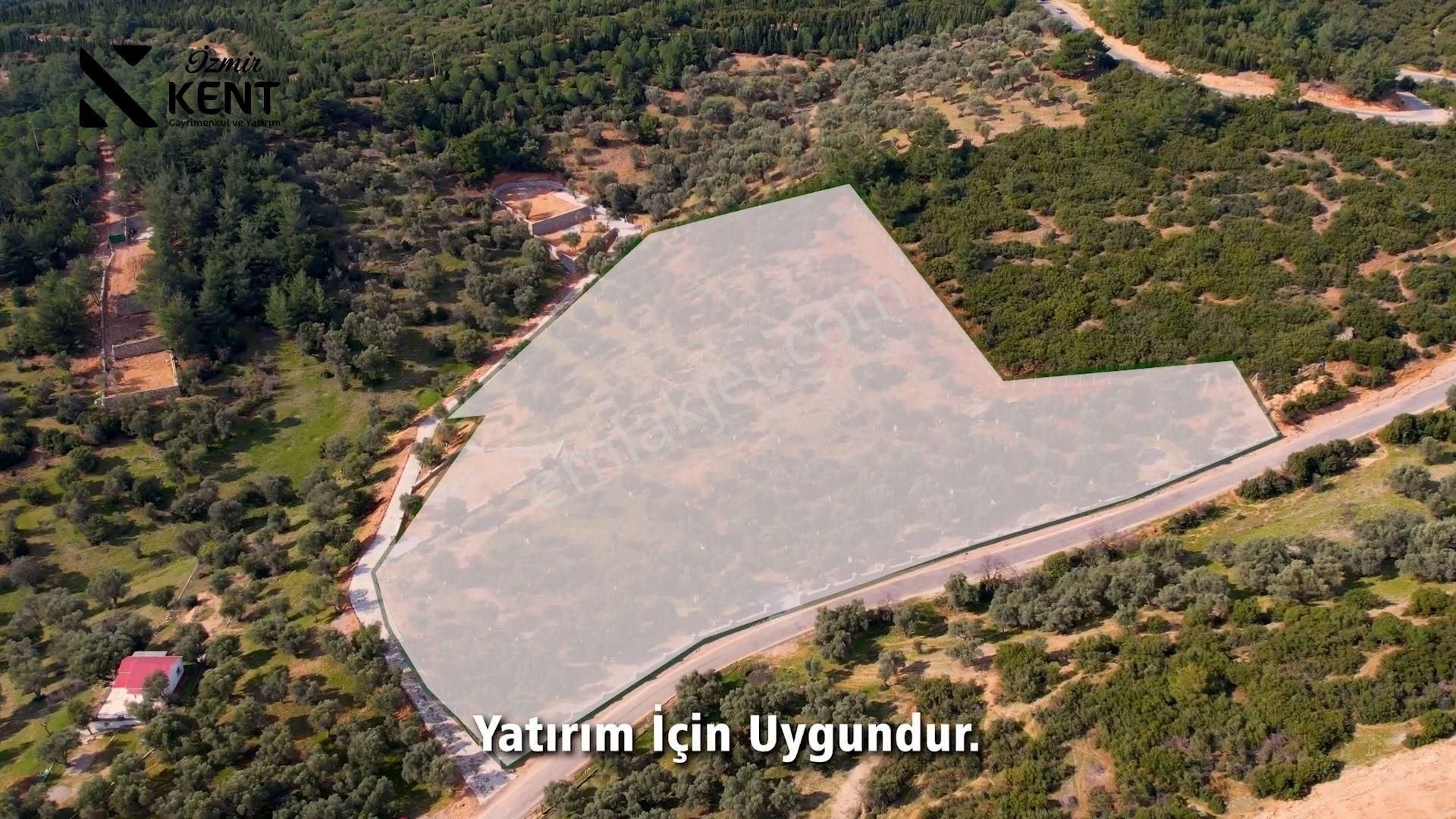 Kemalpaşa Sütçüler Satılık Bağ & Bahçe Kemalpaşa Sütçüler Satılık Zeytin Bahçesi 18.062 M2