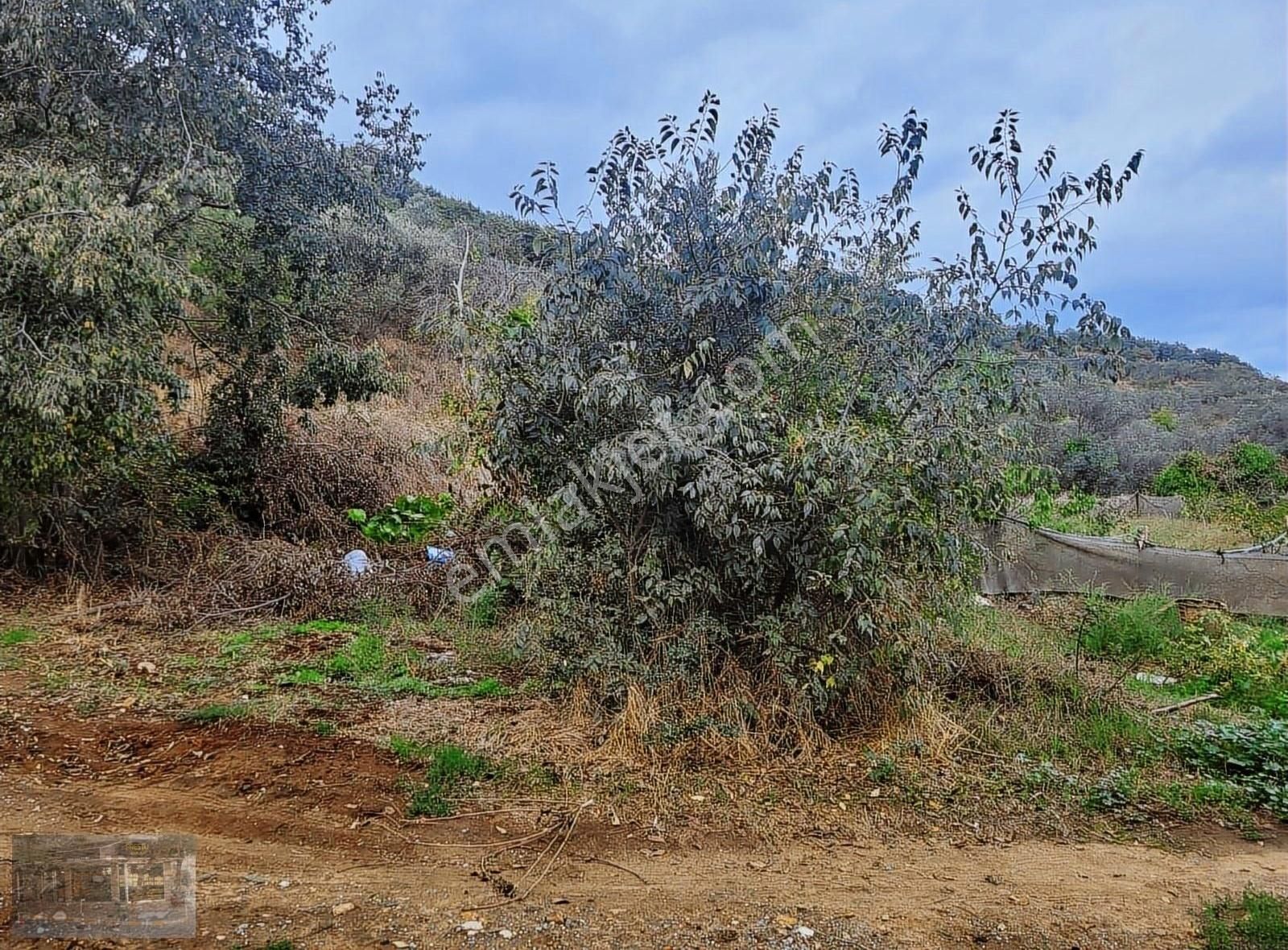 Erdek Karşıyaka Satılık Zeytinlik Mini Bahçe Denize Yürüme Mesafesinde