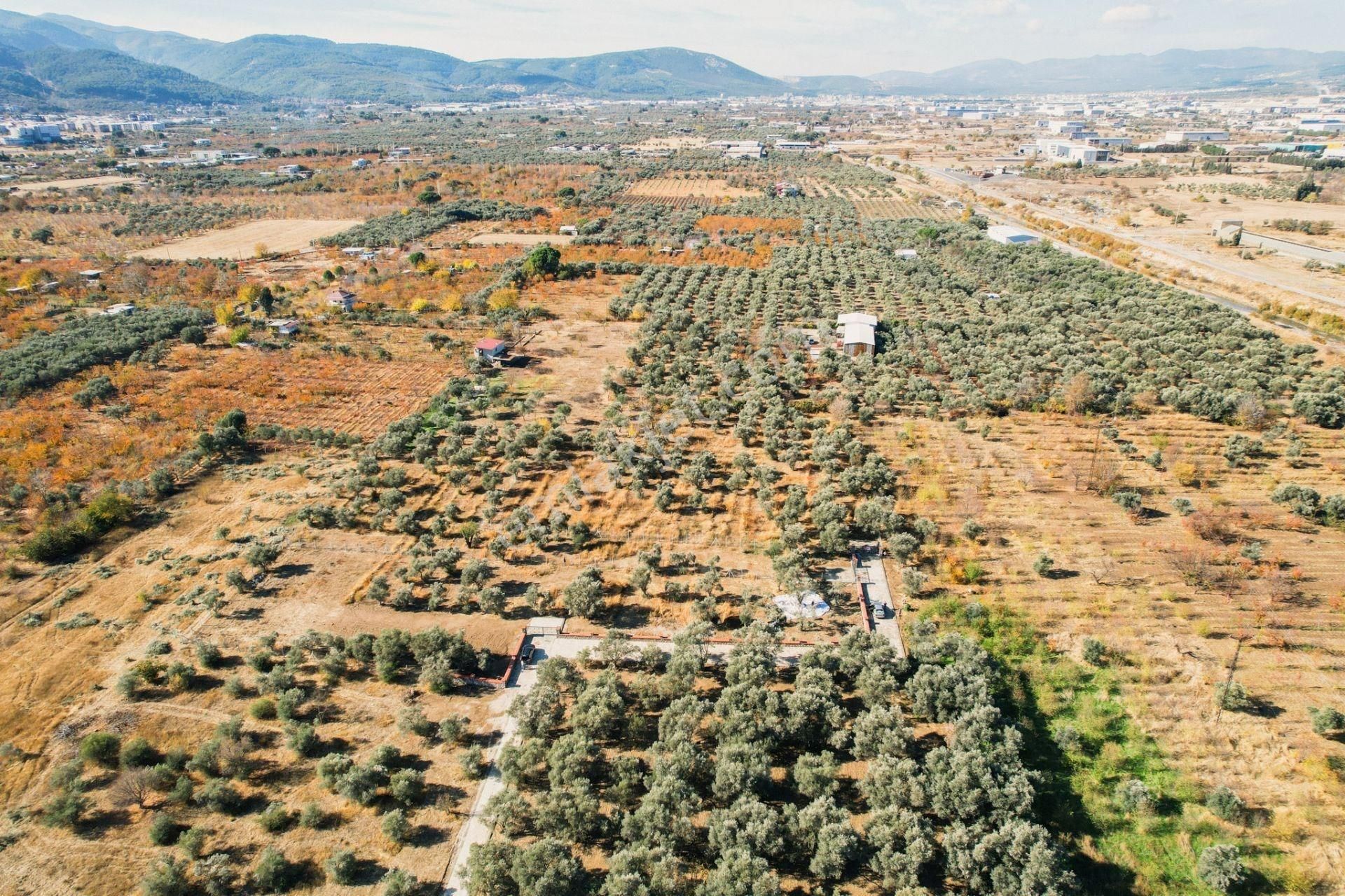 Kemalpaşa Sekiz Eylül Satılık Bahçe 2.934 M2 - Görsel 2