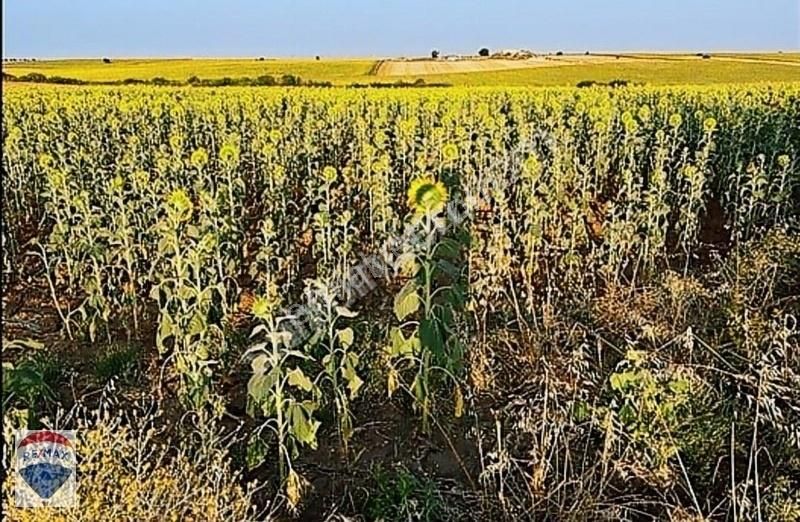 Lüleburgaz Tatarköy Köyü Satılık Tarla Lüleburgaz'a En Yakın Köylerden Tatarköyde Kaçırılmayacak Fırsat