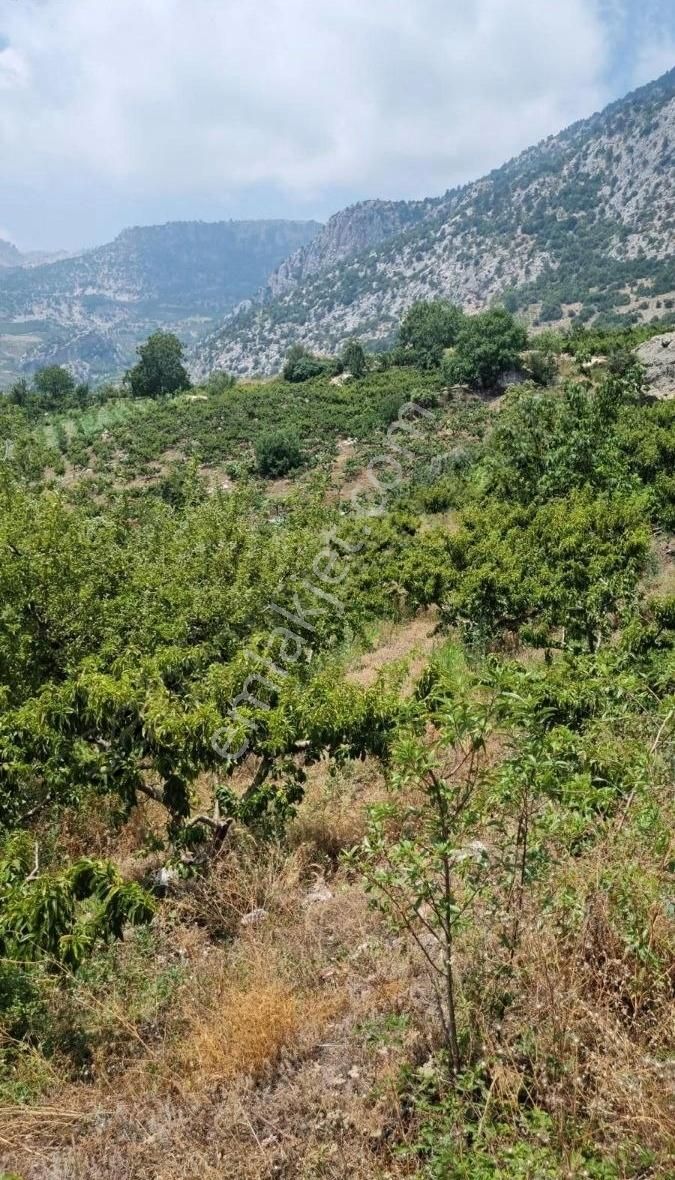 Mezitli Tepeköy Satılık Bağ & Bahçe Mersin Mezitli Tepeköy Mah.'de Satılık Şeftali Bahçesi