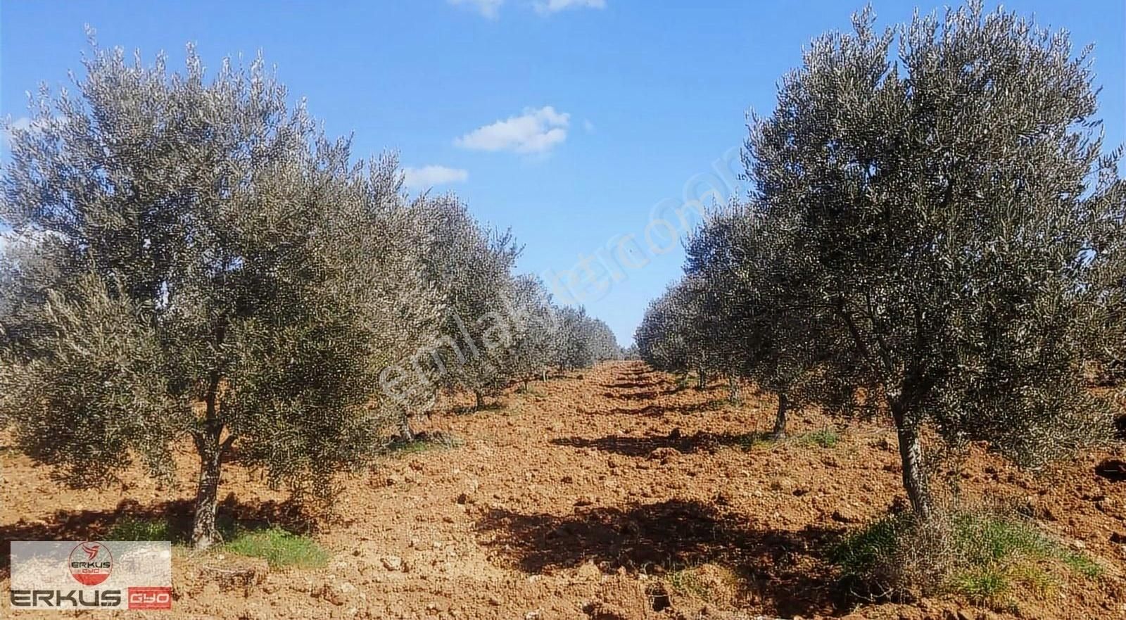 Denizli Kale Satılık Zeytinlik Erkuş Gyo Dan Kale-doğan Mahallesinde Satılık Zeytinlik