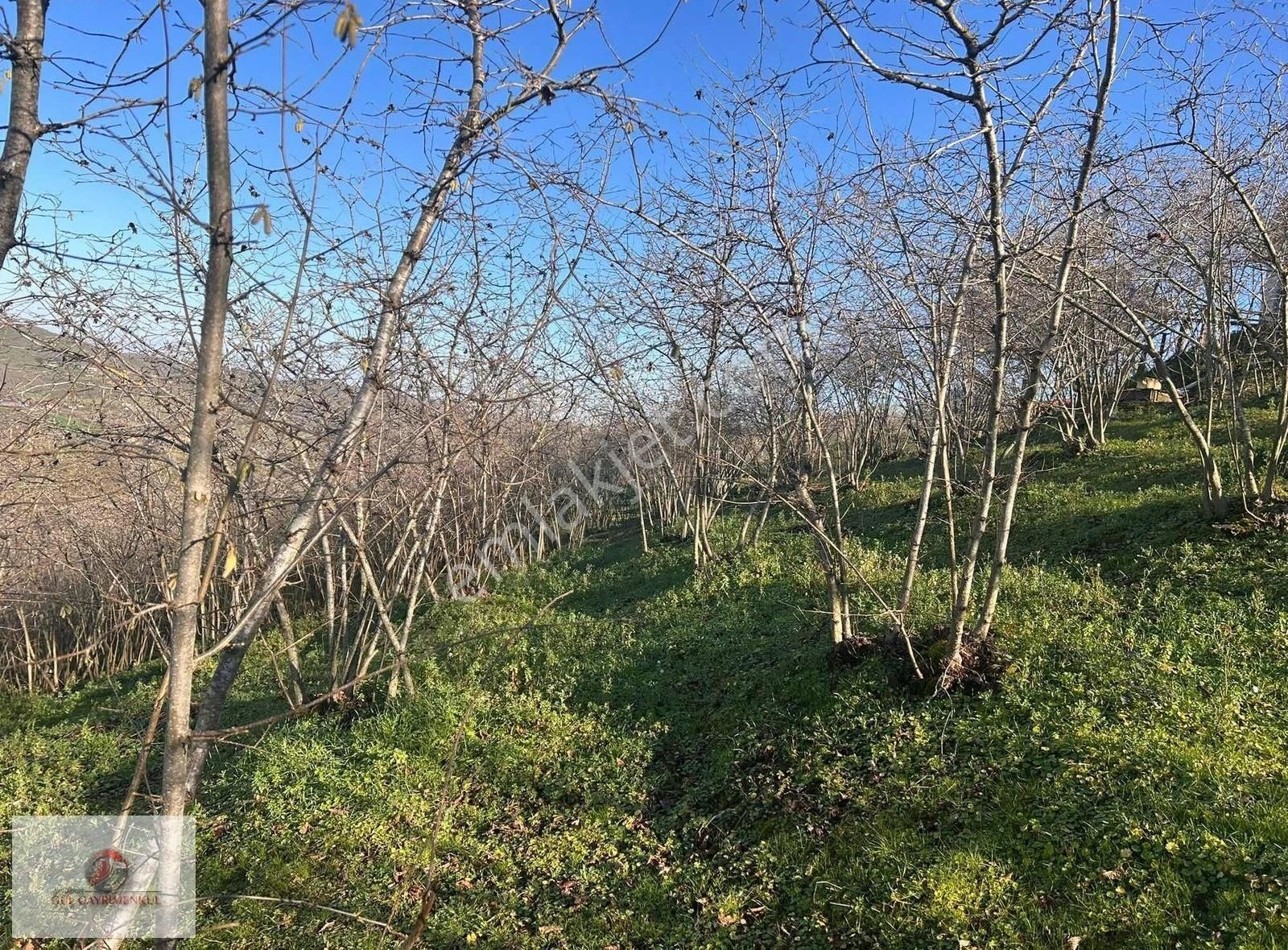 Karasu Yassıgeçit Satılık Bağ & Bahçe Serdıvan Gül Emlak'tan Yatırımlık Fındıklık