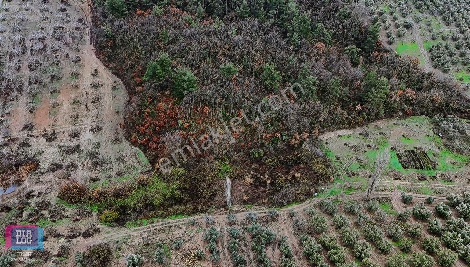 Bursa Mudanya Satılık Zeytinlik Mudanya Mirzaoba'da Ormana Cephe Yatırımlık Tarla