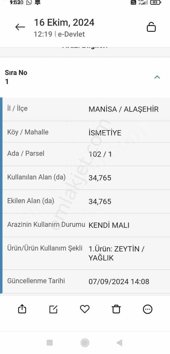 Alaşehir İsmetiye Satılık Zeytinlik Satılık Zeytinlik