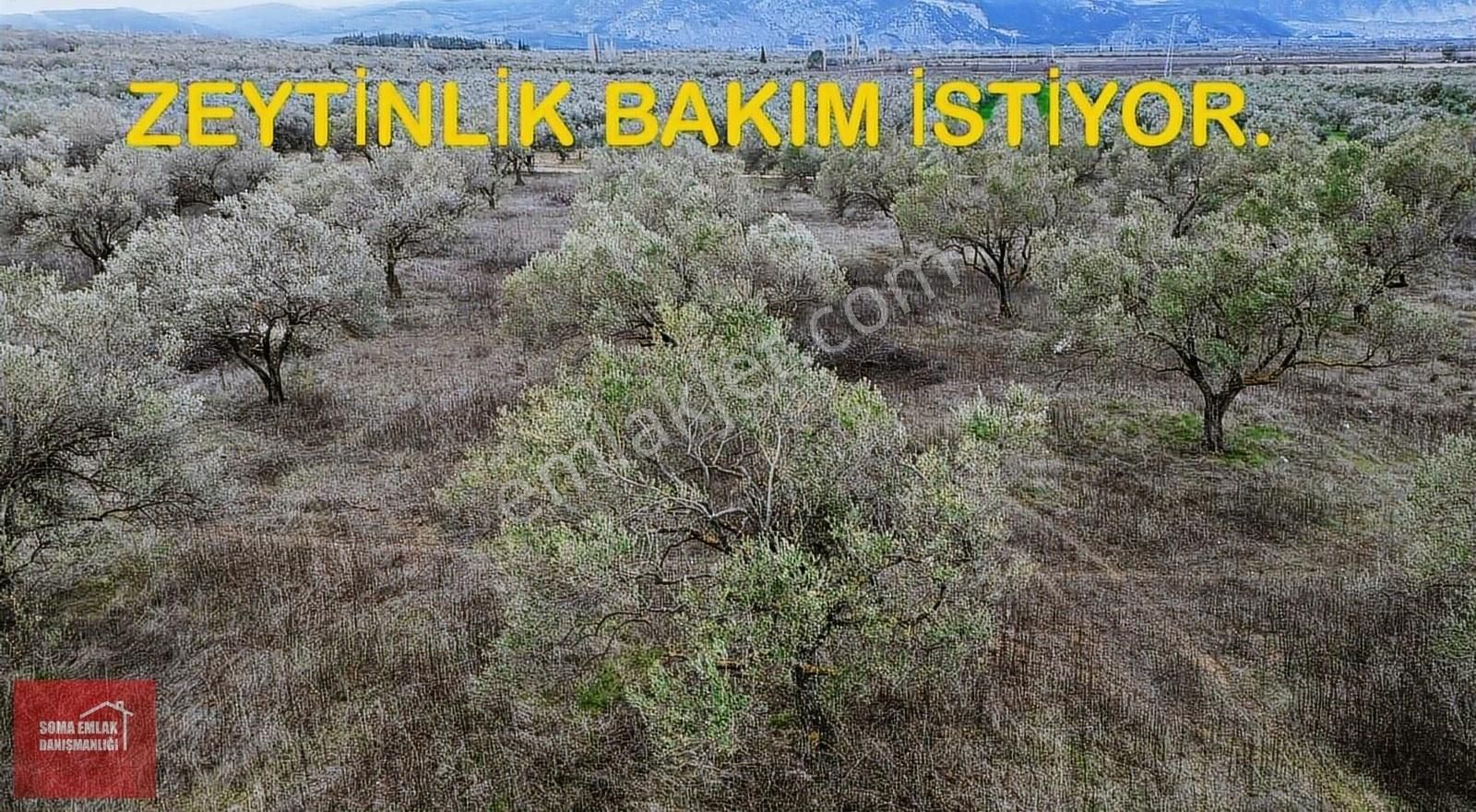 Kırkağaç Tevfikiye Satılık Zeytinlik Soma Emlak* Bakır Kav. İle İlyaslar Arasında 21.500m2 Zeytinlik