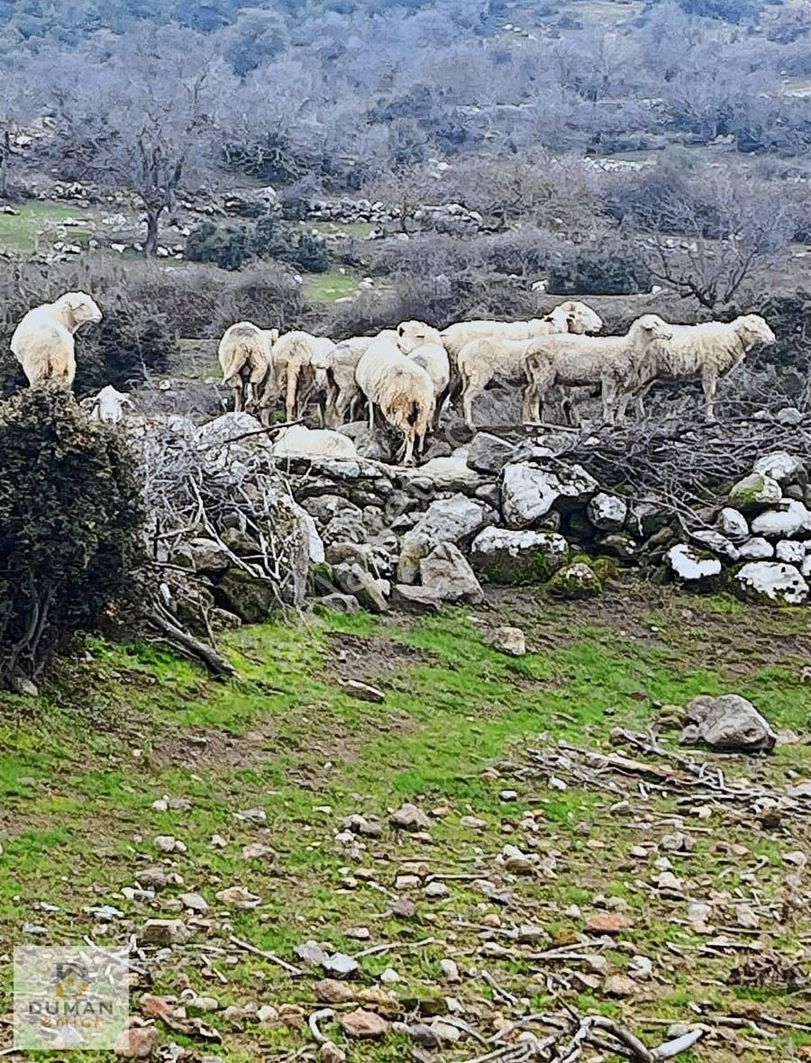 Kınık Büyükoba Satılık Bağ & Bahçe Duman Emlak'tan Kınık Büyükobada 563m'2 Satılık Bahçe