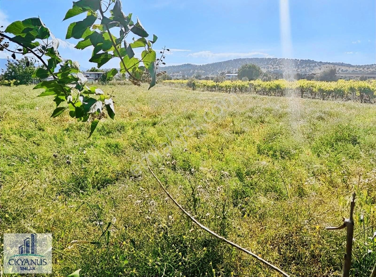 Yunusemre Muradiye Satılık Tarla Muradiye De 5100 M2 Tek Tapu Tarla Asfalta Yakın Resmi Yolu Var