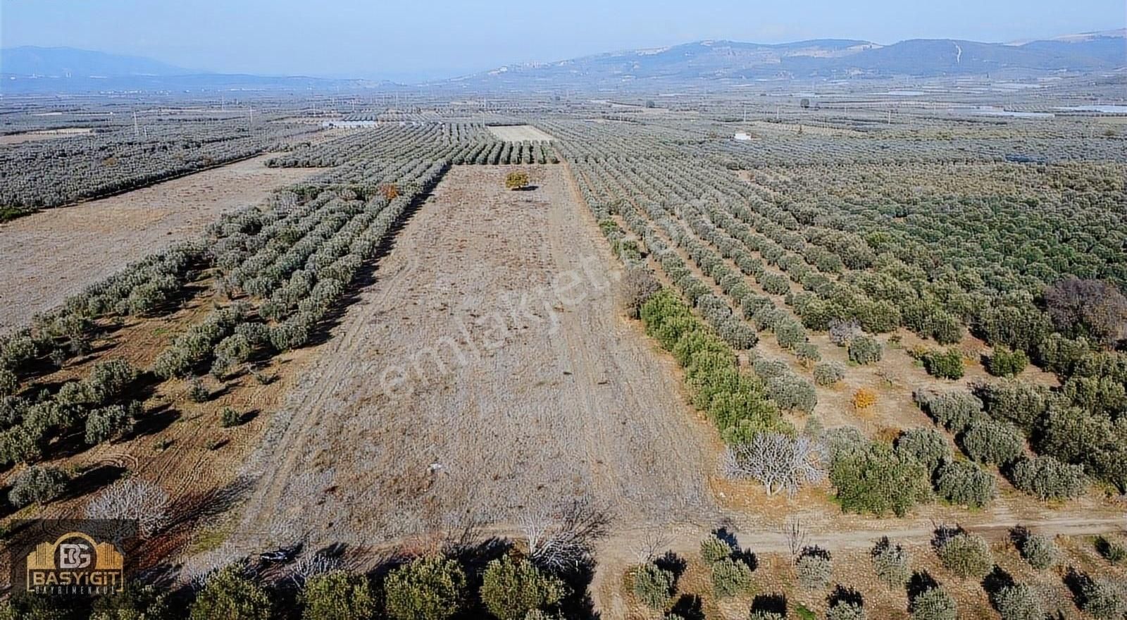 Akhisar Çamönü Satılık Tarla Karasonya (çamönü) Mah.15.500m2 Tek Tapulu Satılık Boş Tarla