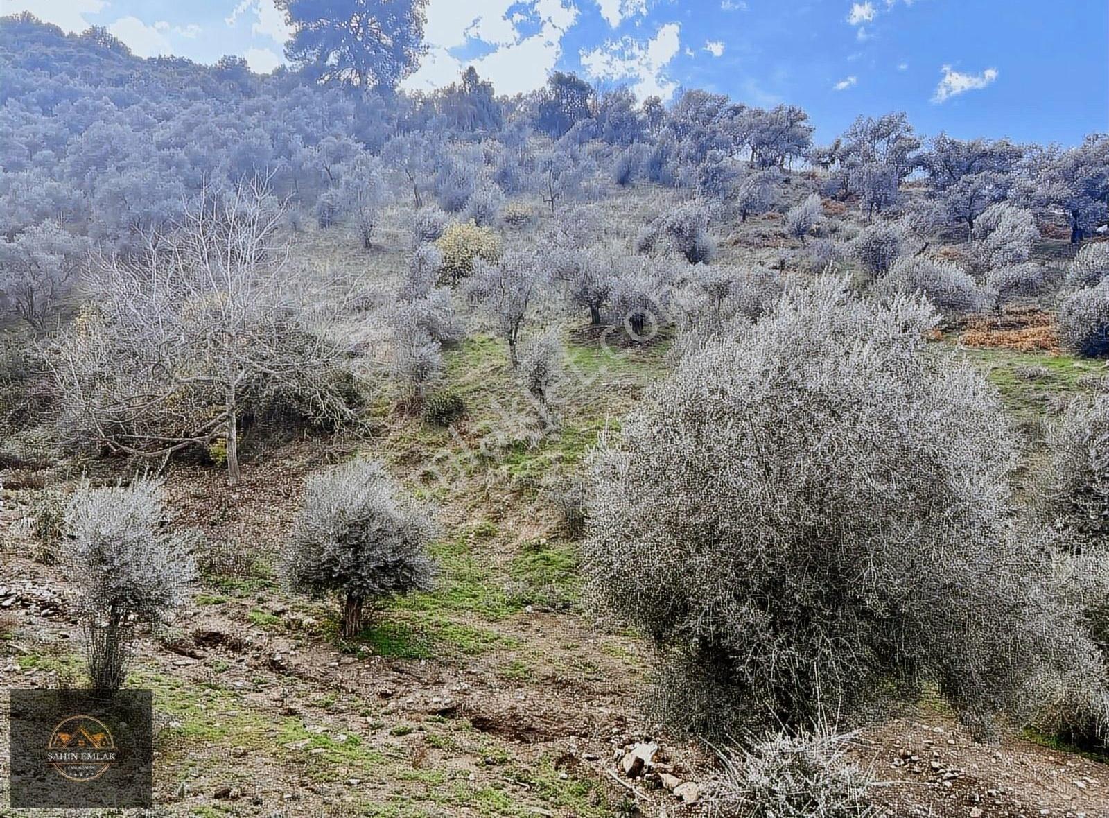 Şahin Gayrimenkul Den Büyükkale Köyünde Satılık Zeytinlik - Görsel 4