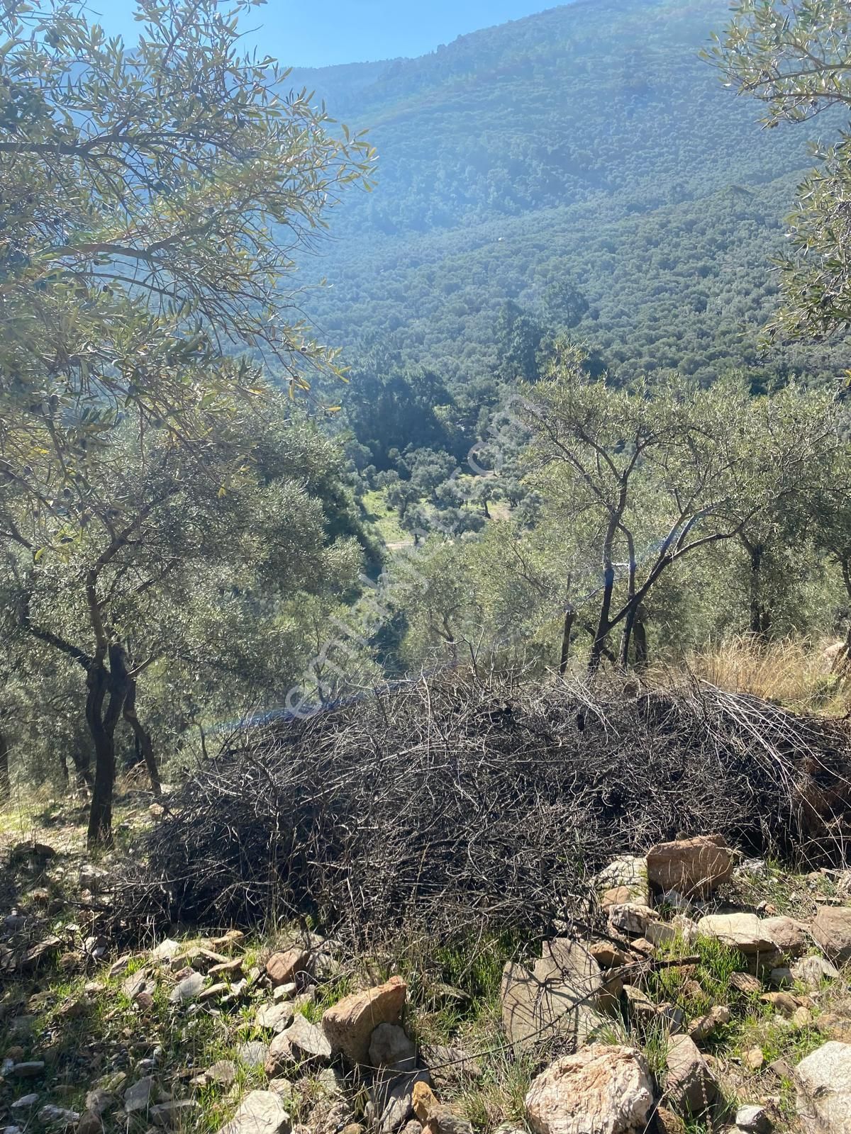 Milas Pınarcık Satılık Konut İmarlı Milas Pınarcık Da Zeytinlik