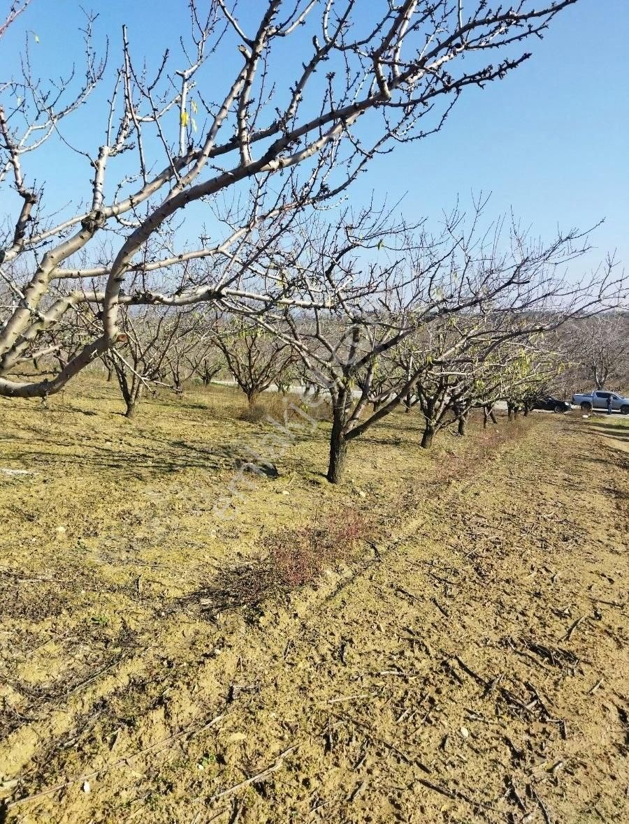 Salihli Mithatpaşa Satılık Bağ & Bahçe Salihli Beşyol Emlaktan Satılık 13 Dönüm Bademlik