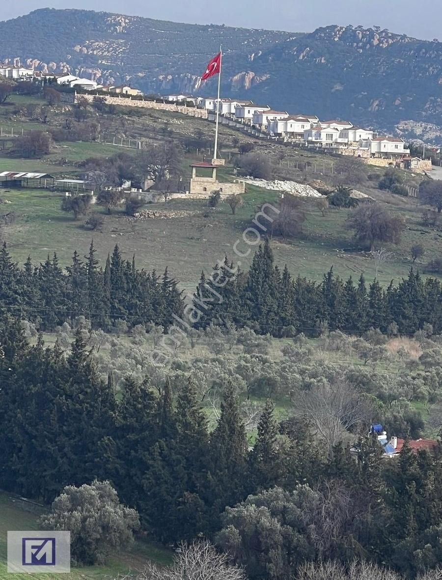 Foça Yenibağarası Satılık Bağ & Bahçe Foça Mavi Gayrimenkulden Satılık Zeytinli Arazi