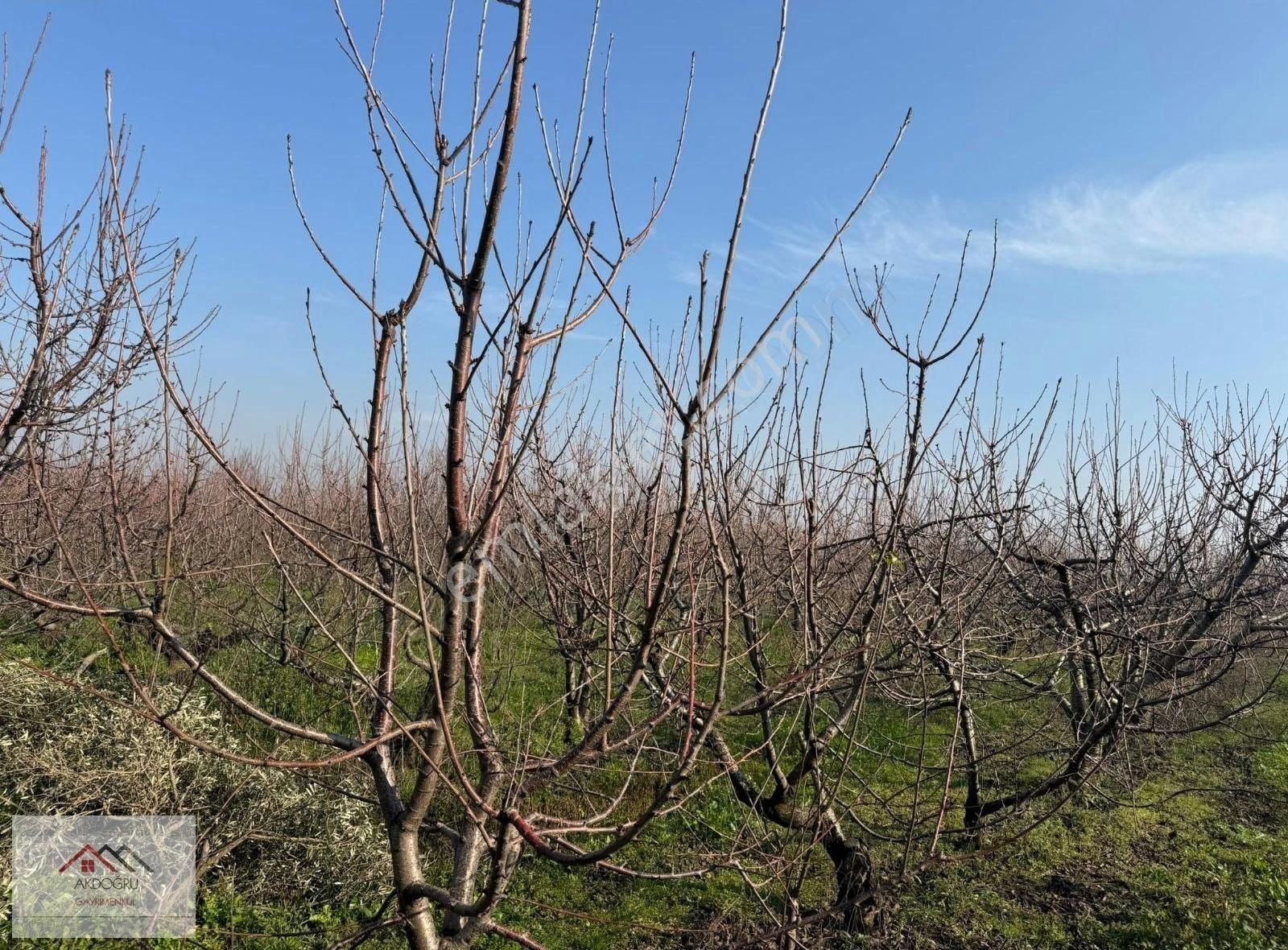 Kemalpaşa Ören 75.yıl Cumhuriyet Satılık Bağ & Bahçe Kemalpaşa Örende 6800 M2 Kiraz Bahçesi Yol Su Var