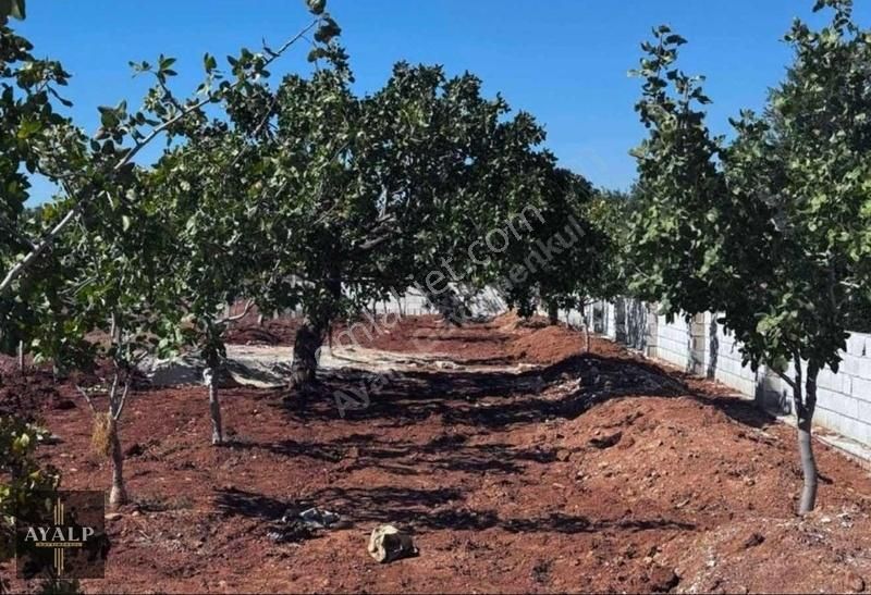 Oğuzeli Gürsu Satılık Tarla Ayalp'ten Yatırım Fırsatı.