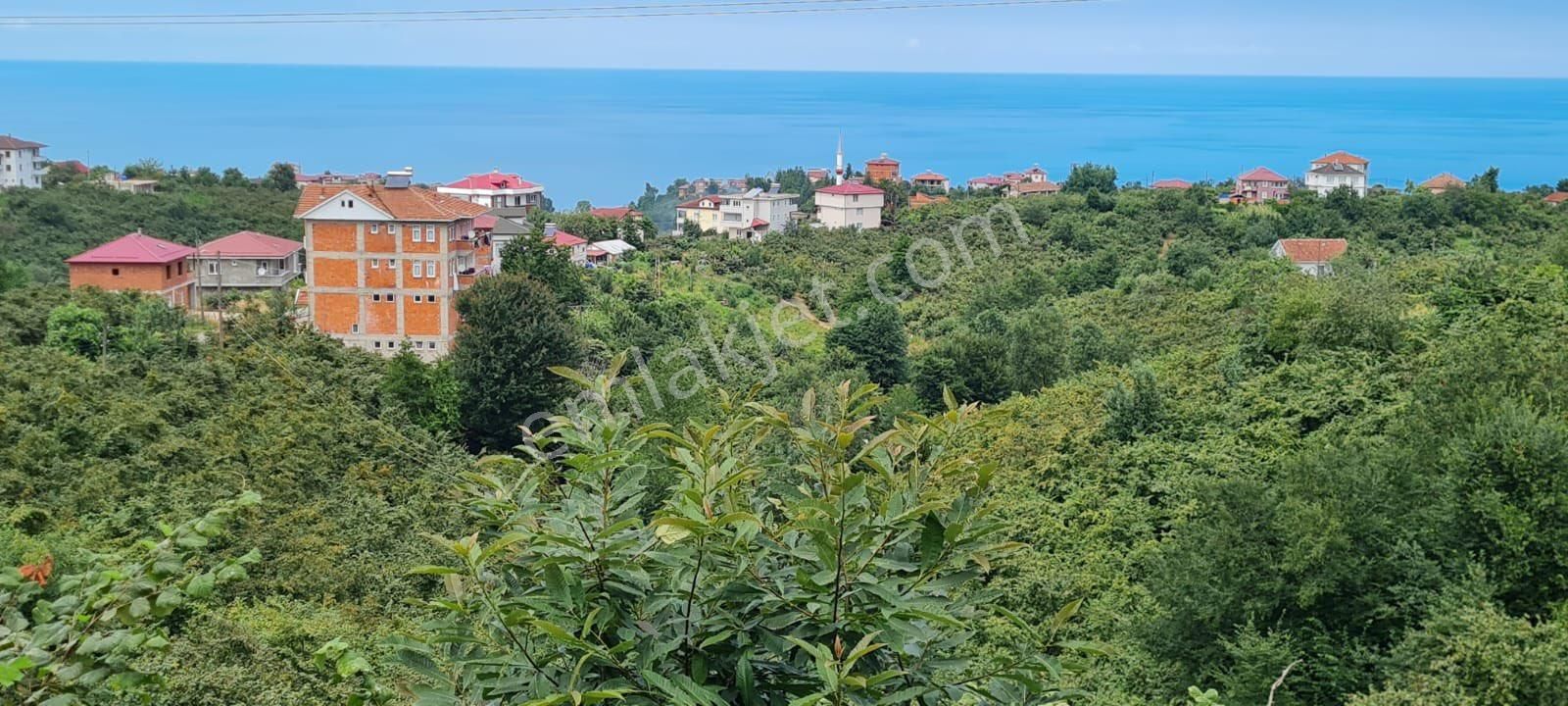 Araklı Yalıboyu Satılık Arazi Araklının En Güzel Sahil Koyunde Satılık Arsa