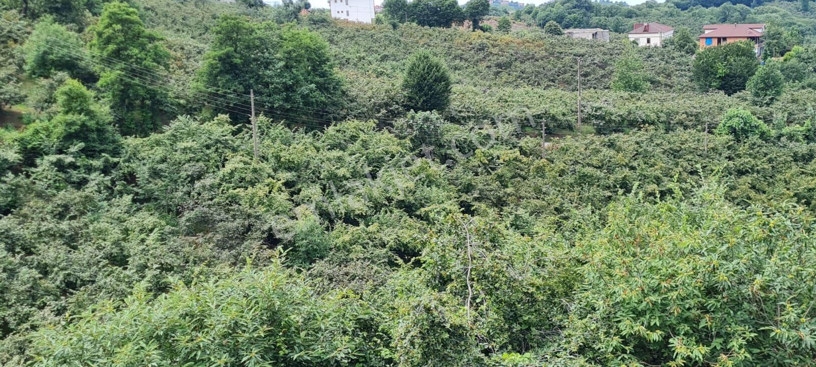 Araklının En Güzel Sahil Koyunde Satılık Arsa - Görsel 9