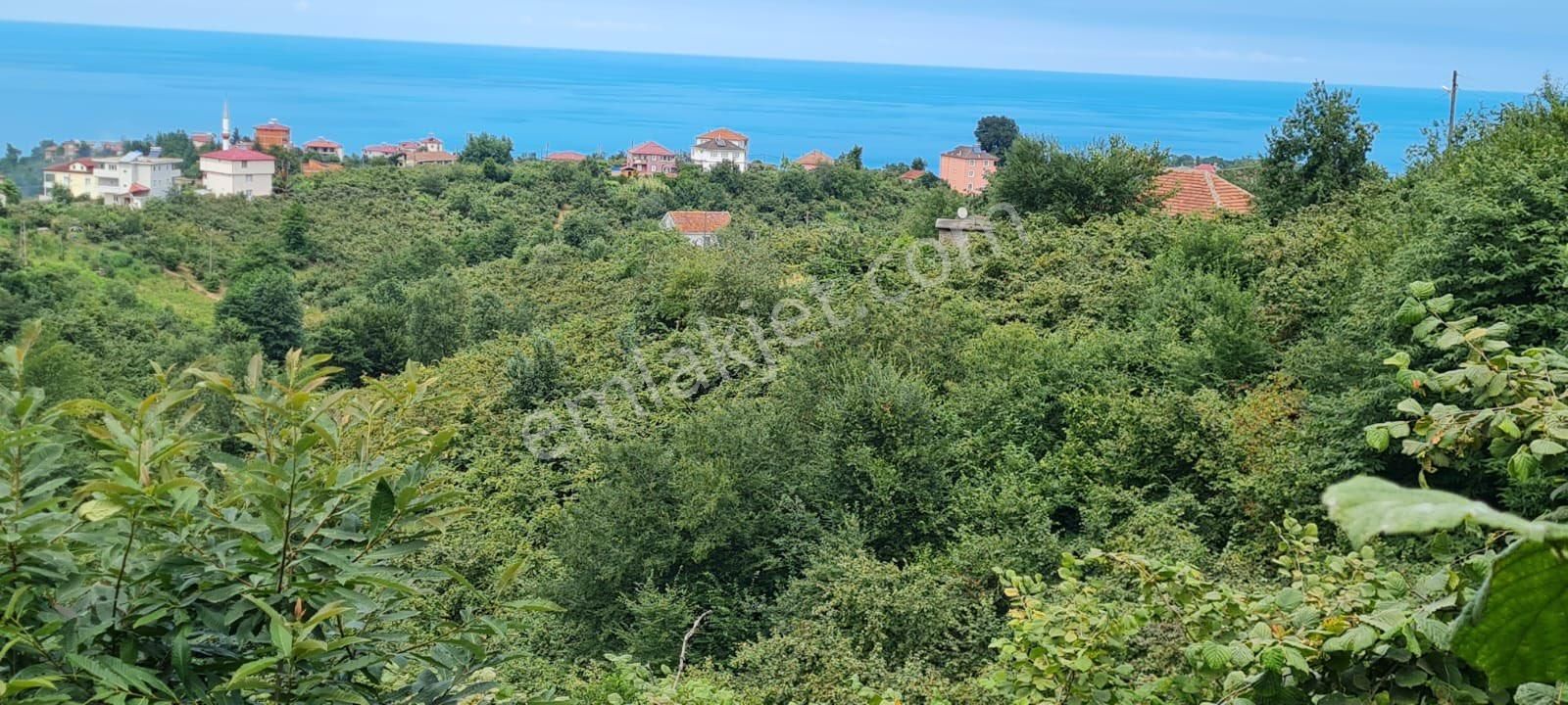 Araklının En Güzel Sahil Koyunde Satılık Arsa - Görsel 6