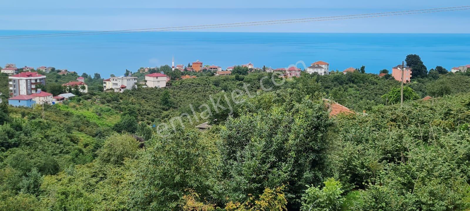Araklının En Güzel Sahil Koyunde Satılık Arsa - Görsel 8
