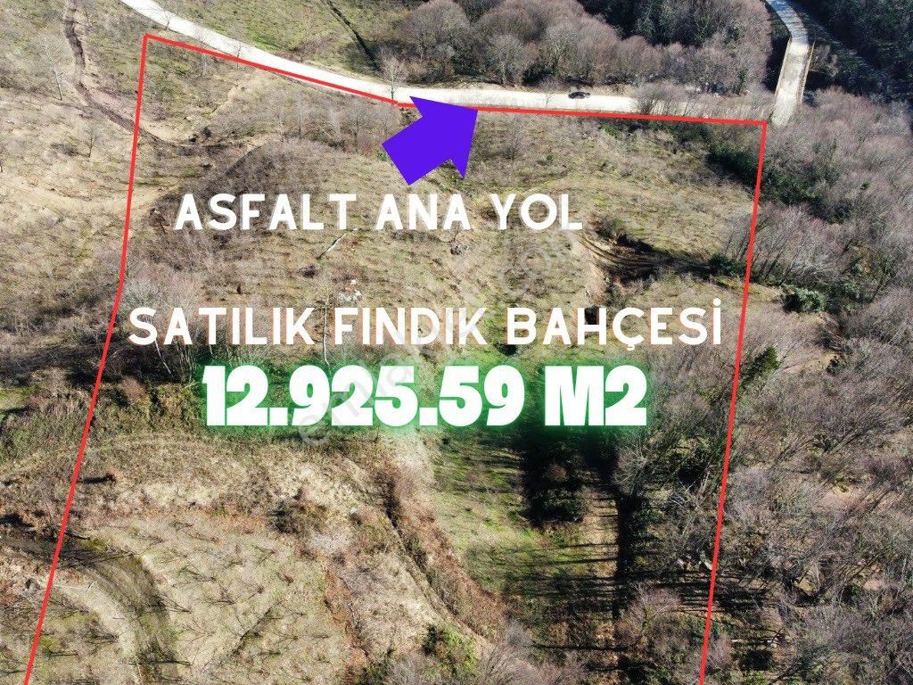 Akyazı Taşyatak Satılık Tarla Taşyatak’ta 13 Dönüm Delisavar Fındıklık