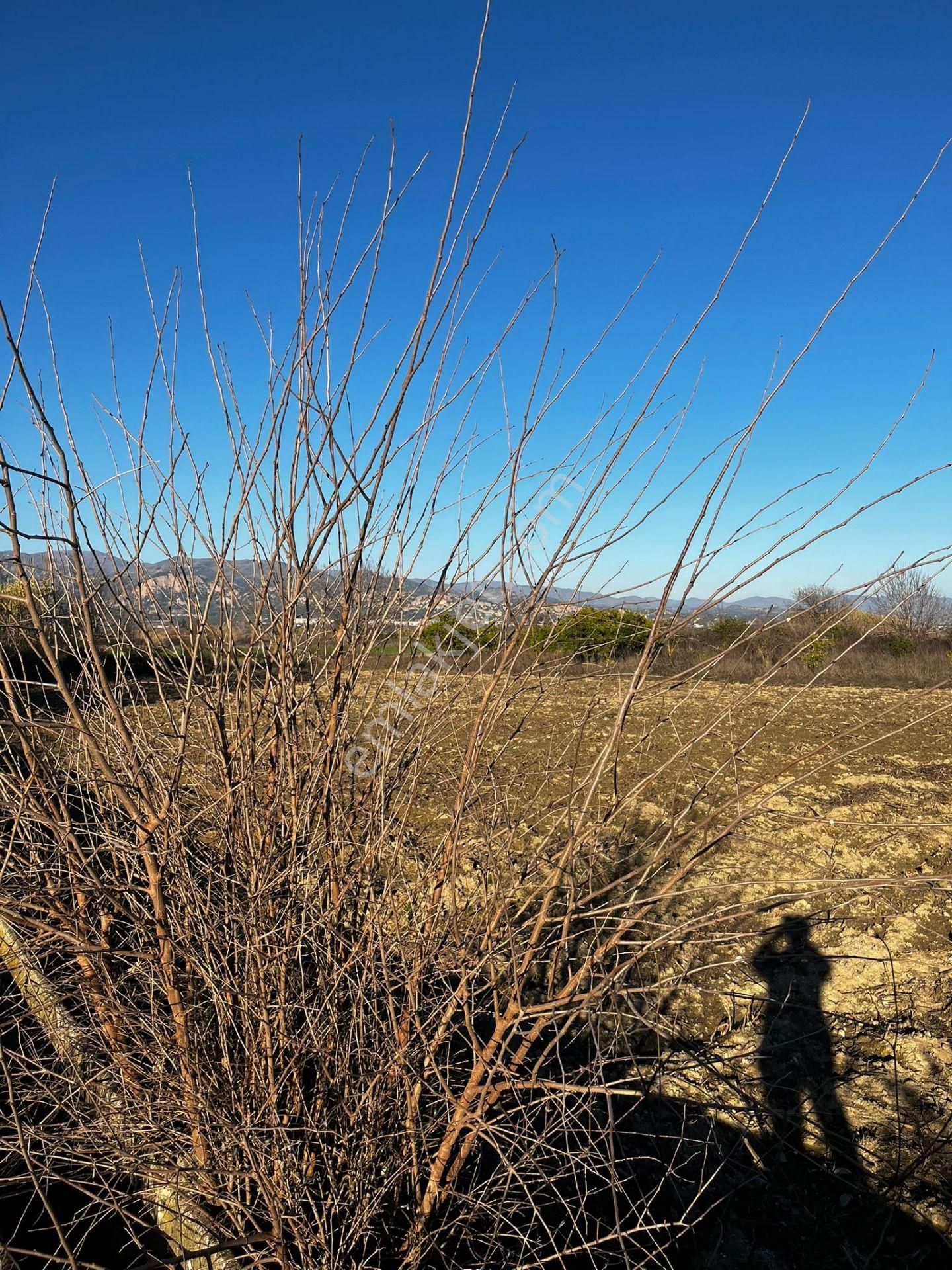 Baron Emlaktan Atça Da Satılık Tarla - Görsel 8