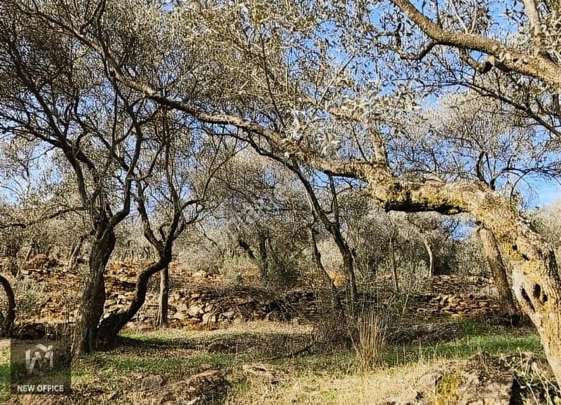 İzmir Bayındır Satılık Zeytinlik Bayındır'da Tam Fırsat Satılık Zeytinlik