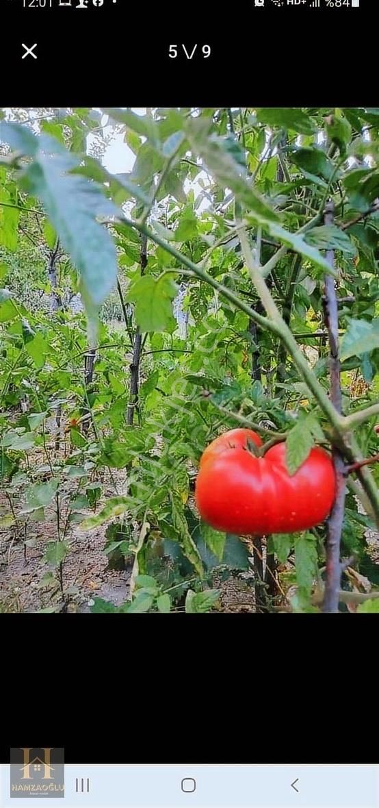 Niğde Merkez Yeşilburç Köyü Satılık Bağ & Bahçe Acill Satılık Kelepir Meyve Bahçesi Yeşilburç'ta