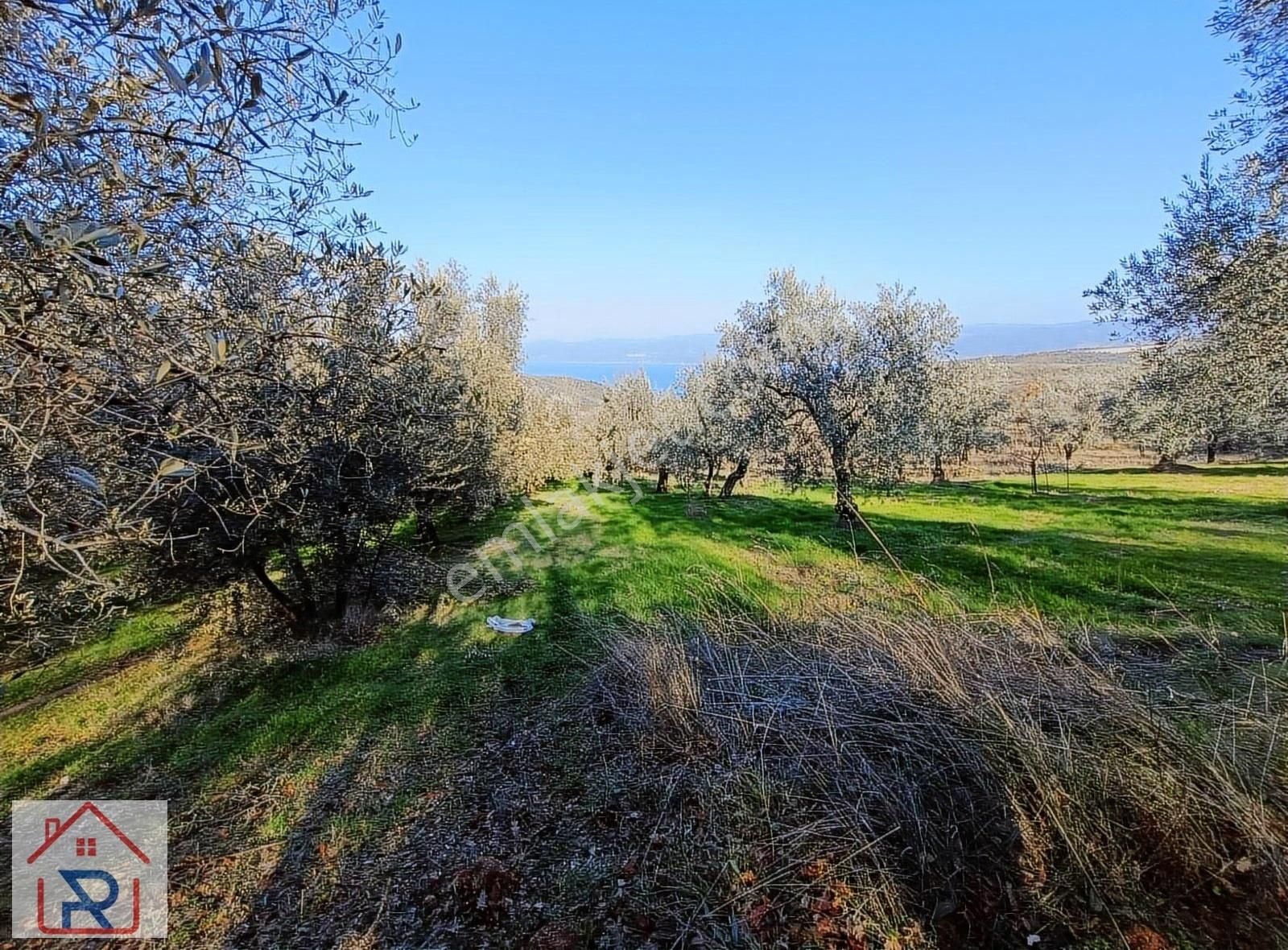 İznik Derbent Satılık Tarla Relax Tr Gayrimenkul İznik Derbent Köyü Satılık Zeytinlik