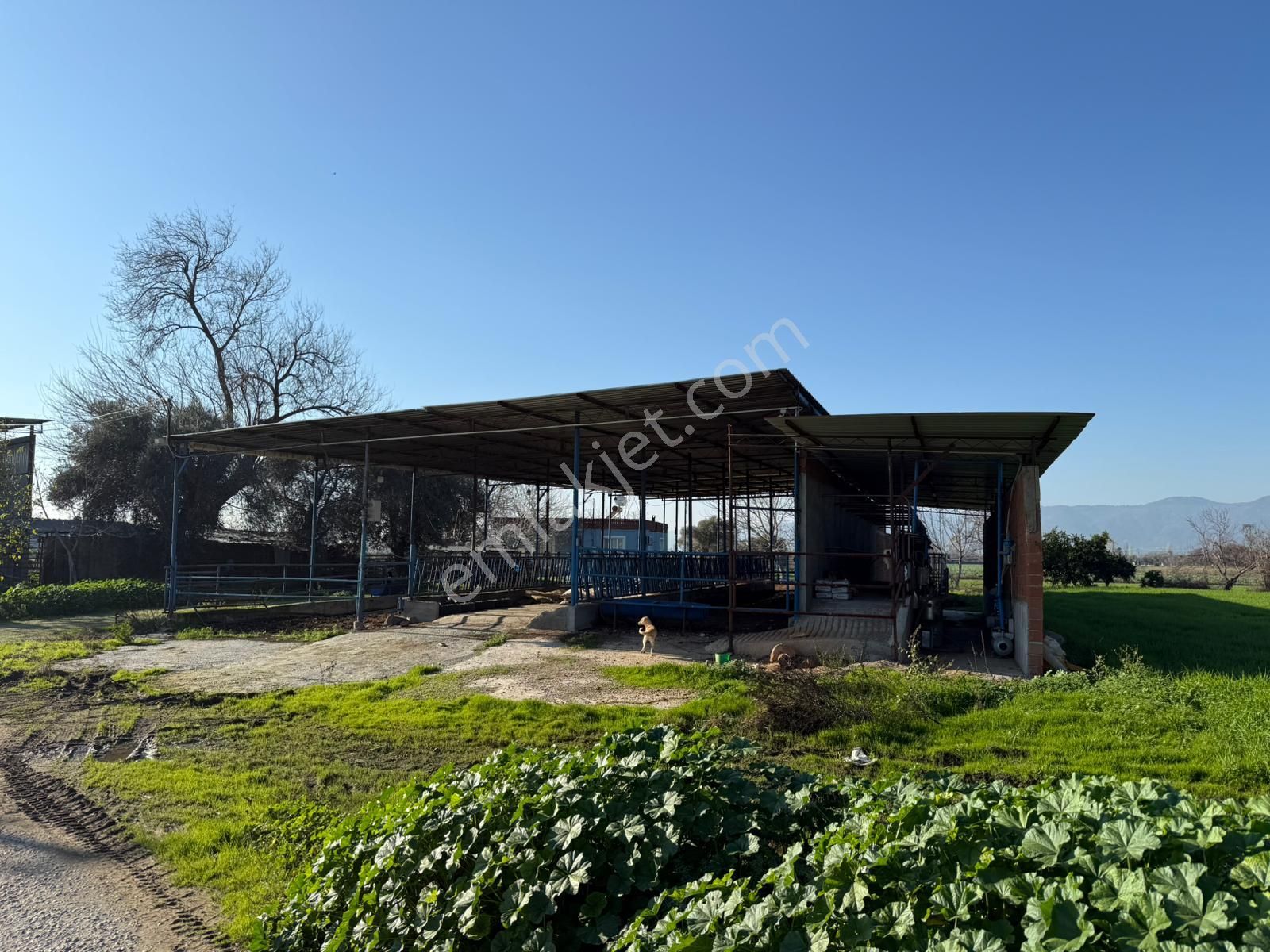 📍inan Emlak Gayrimenkulden İzmir Bayındır'da Satılık Hayvan Çifliği - Görsel 5