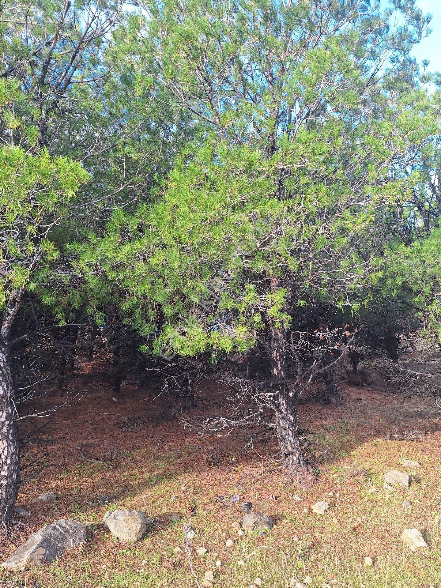 Deniz Manzaralı Zeytinlik Tabiatı Bozulmamış