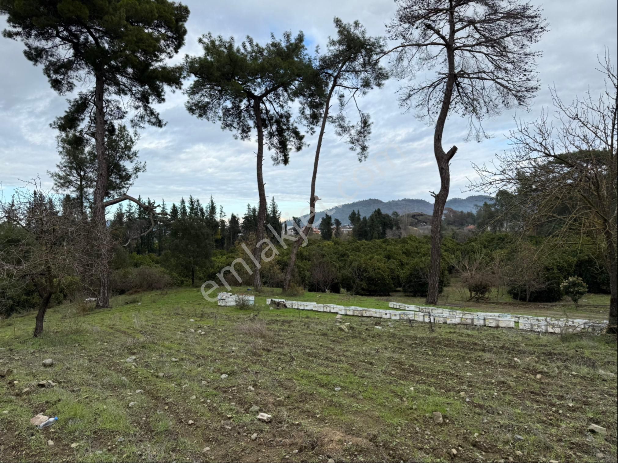 Kemer Kuzdere Satılık Tarla Antalya Kemer Kuzdere'de Tarla