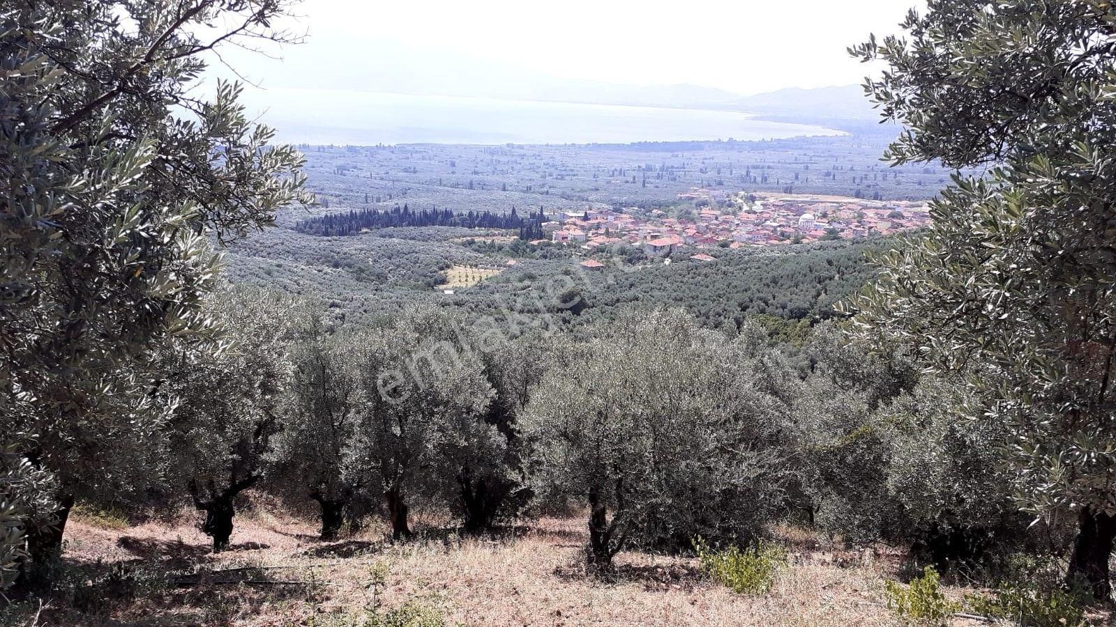 Bursa Orhangazi Satılık Zeytinlik Orhangazi Çakırlıda Satılık Zeytinlik