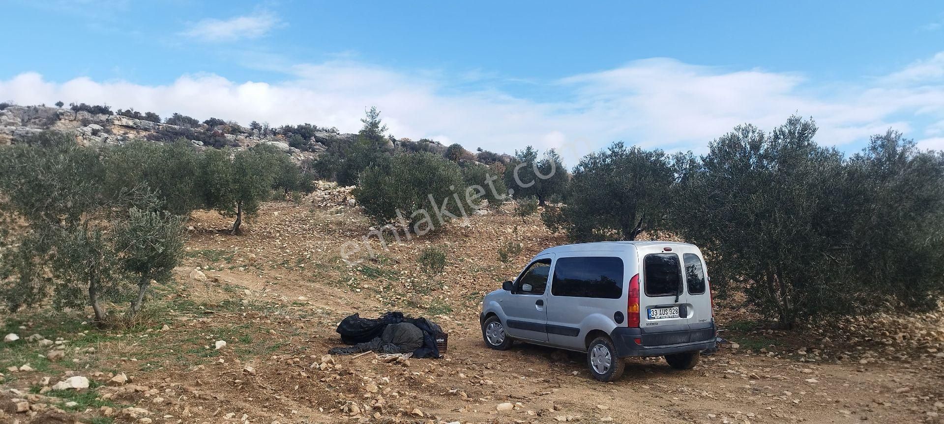 Mut Burunköy Satılık Tarla Burunköyde Satılık Zeytin Bahçesi