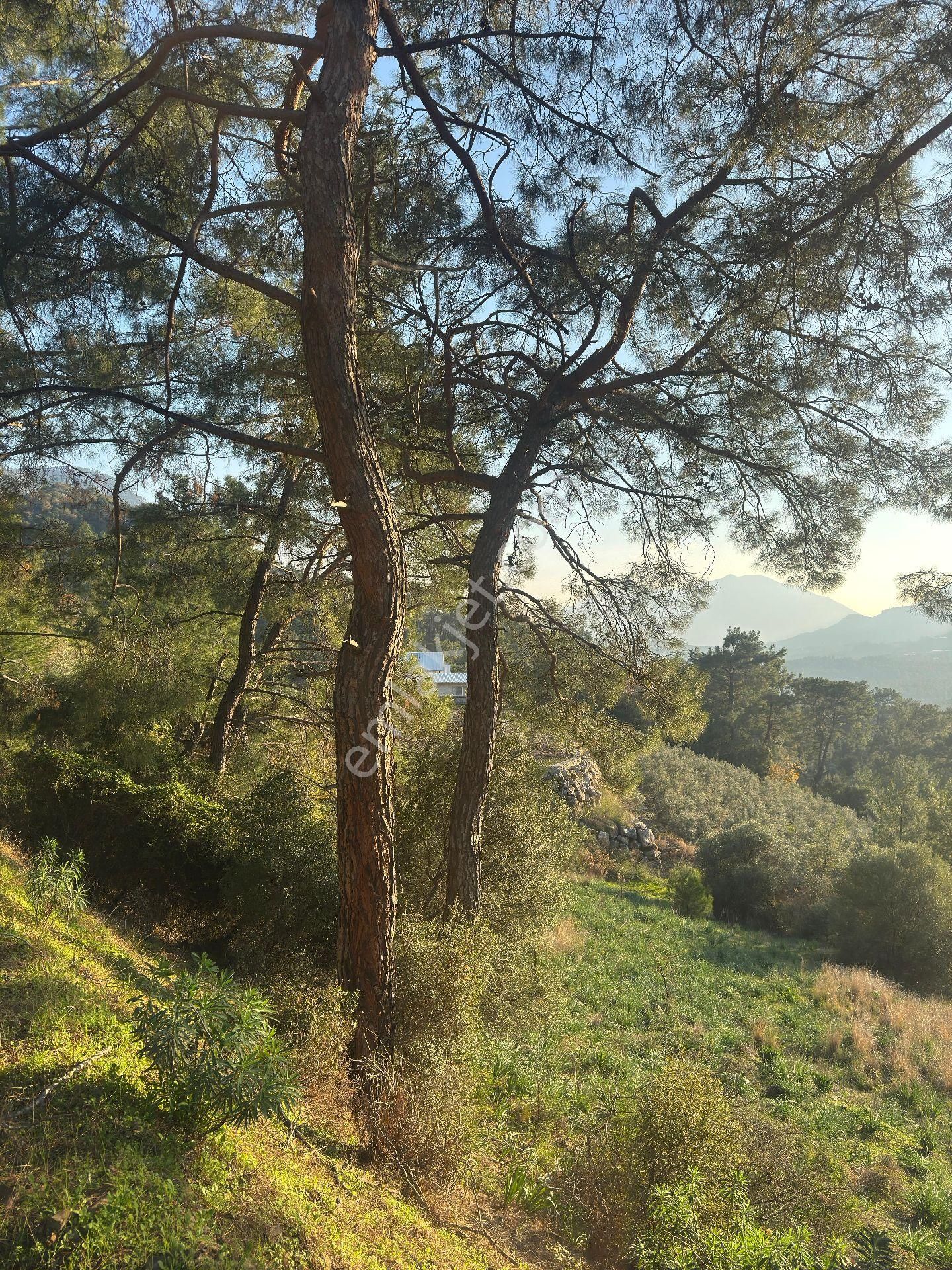 Antalya Kumluca Yazır Da Satılık Tarla - Görsel 8