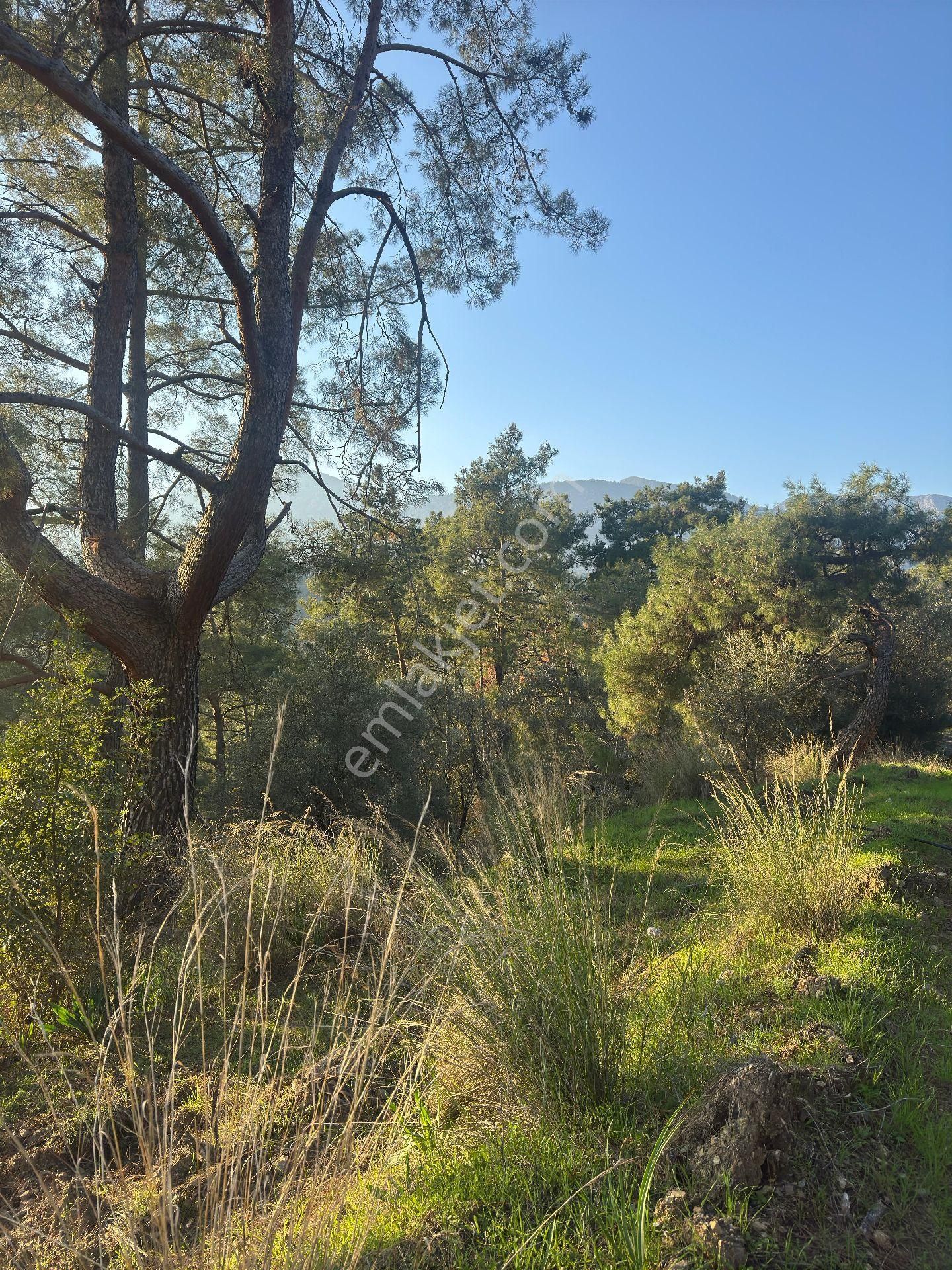 Kumluca Yazır Satılık Tarla Antalya Kumluca Yazır Da Satılık Tarla