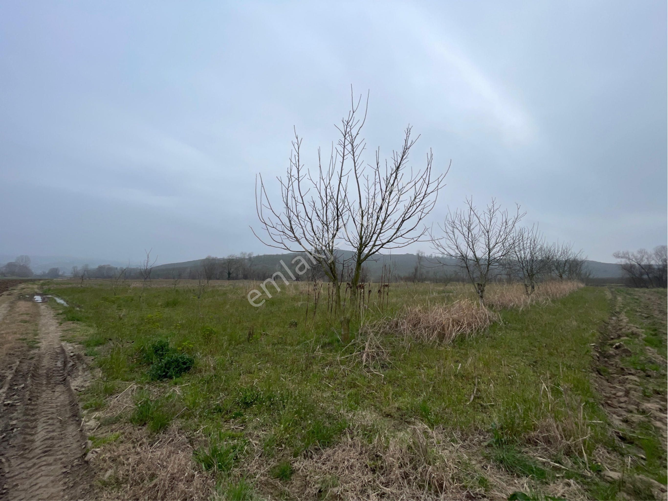 Karasu Limandere Satılık Bağ & Bahçe Sakarya Ferizli De Yatırımlık Tarla