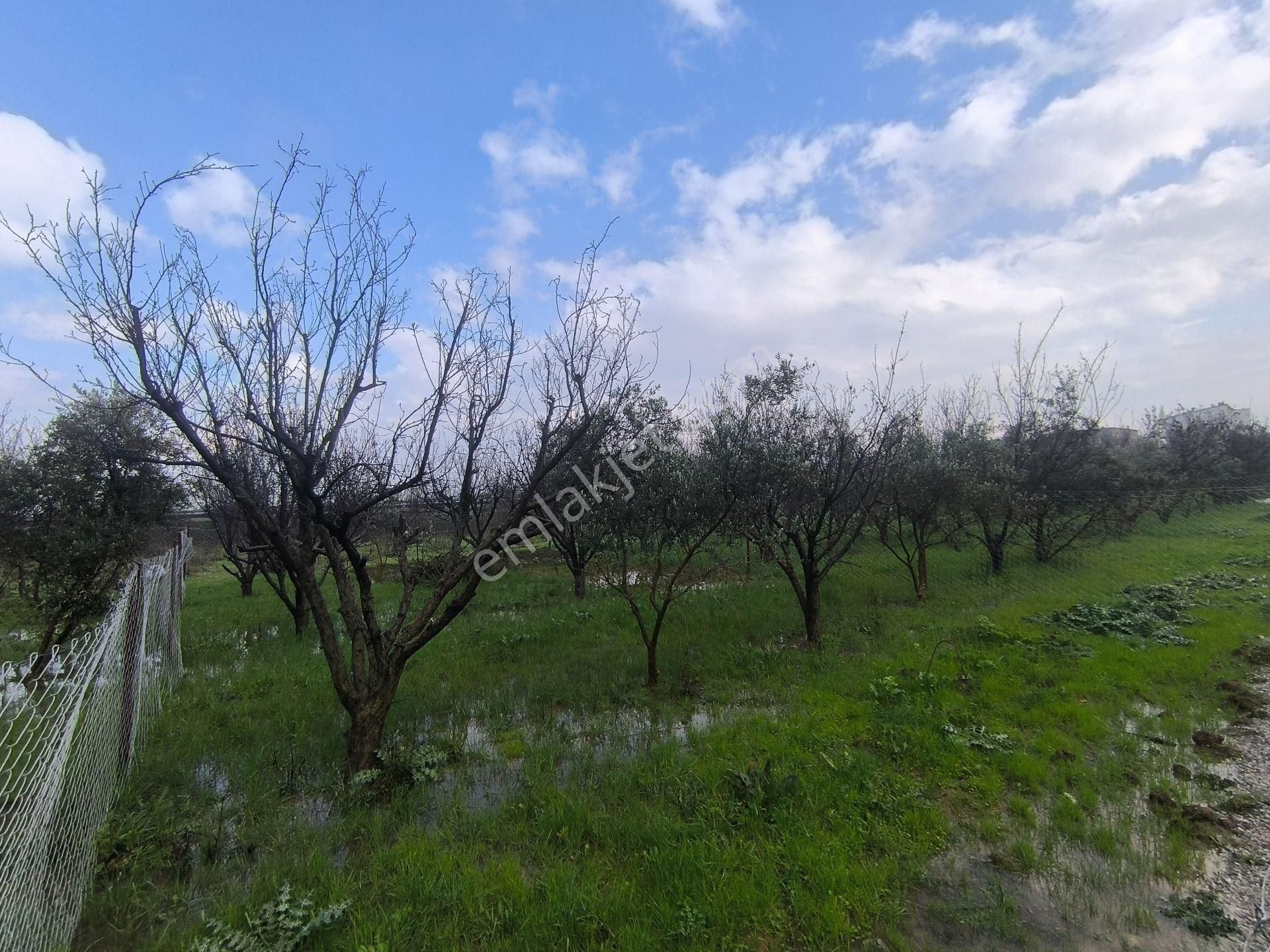 Şehzadeler Yukarıçobanisa Satılık Tarla Manisa - Turgutlu Yolu Üzeri Şirinköy Mevkiinde 200 M2 Tapulu Bahçe