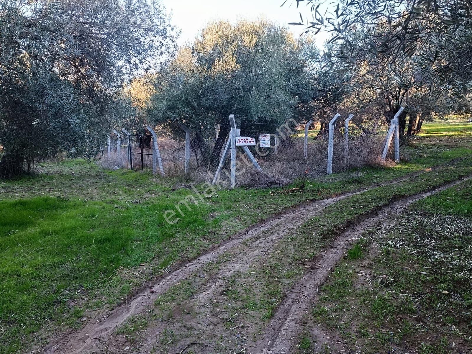 Havran Köylüce Satılık Zeytinlik Balıkesir -havran- Köylüce Yol Çatısında Satilik Hobi Bahçesi