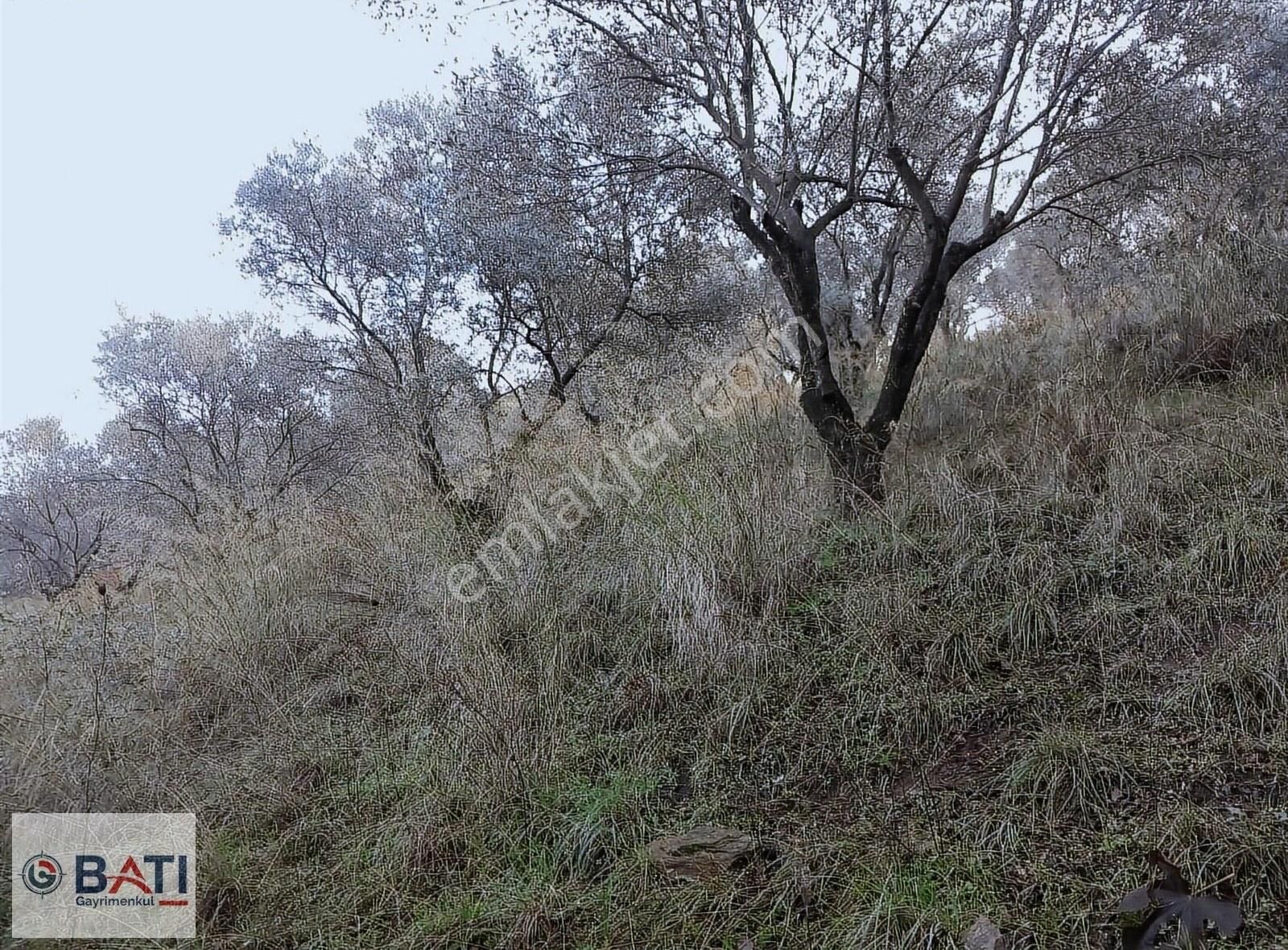 İzmir Torbalı Satılık Zeytinlik Torbalı Batı Gayrimenkul Den Satılık Zeytinlik