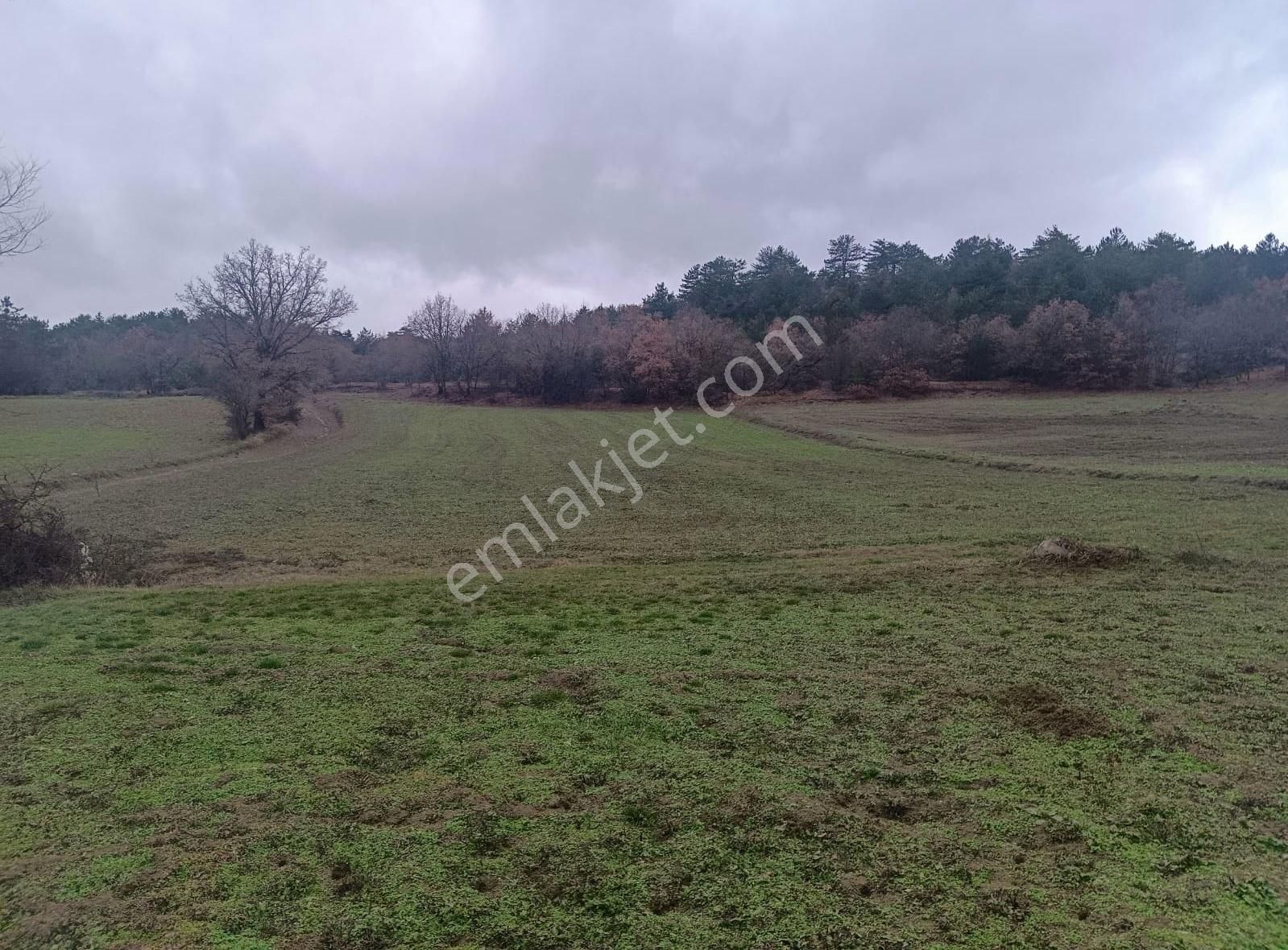 Mudurnu Mangırlar Köyü (Merkez) Satılık Tarla Mangırlar Köyü 3182 M2 Tarla