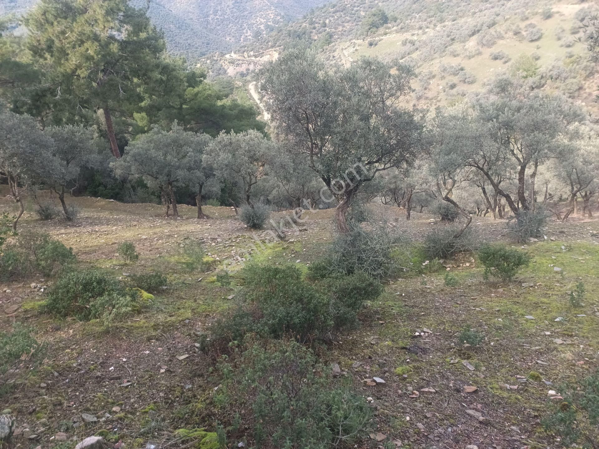 İzmir Torbalı Gold Emlaktan Satılık Harika Ve Kelepir Bahçe - Görsel 6