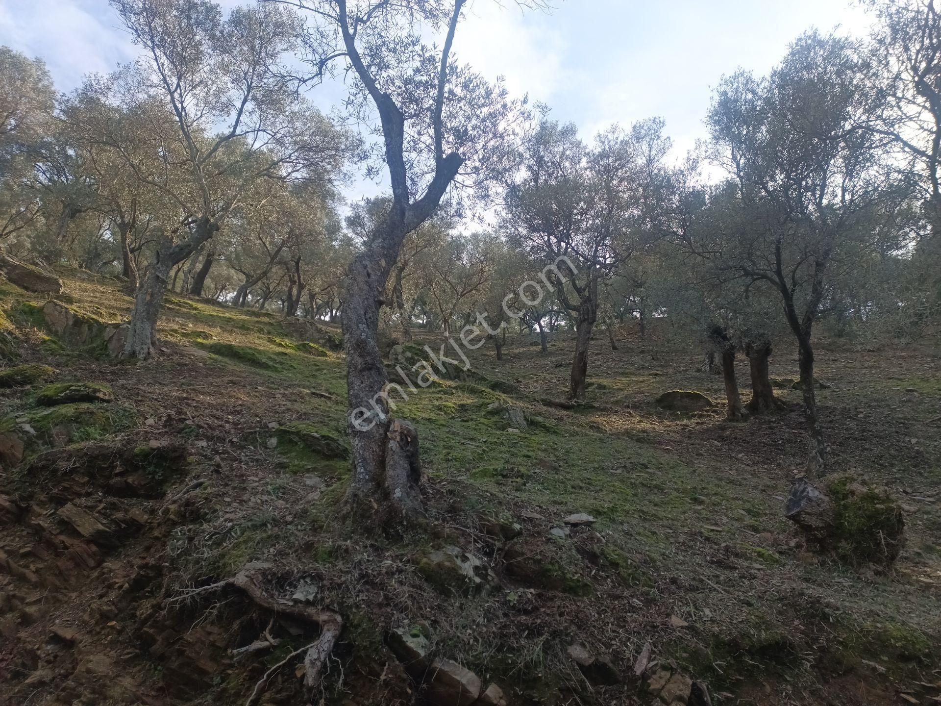 İzmir Torbalı Gold Emlaktan Satılık Harika Ve Kelepir Bahçe - Görsel 17